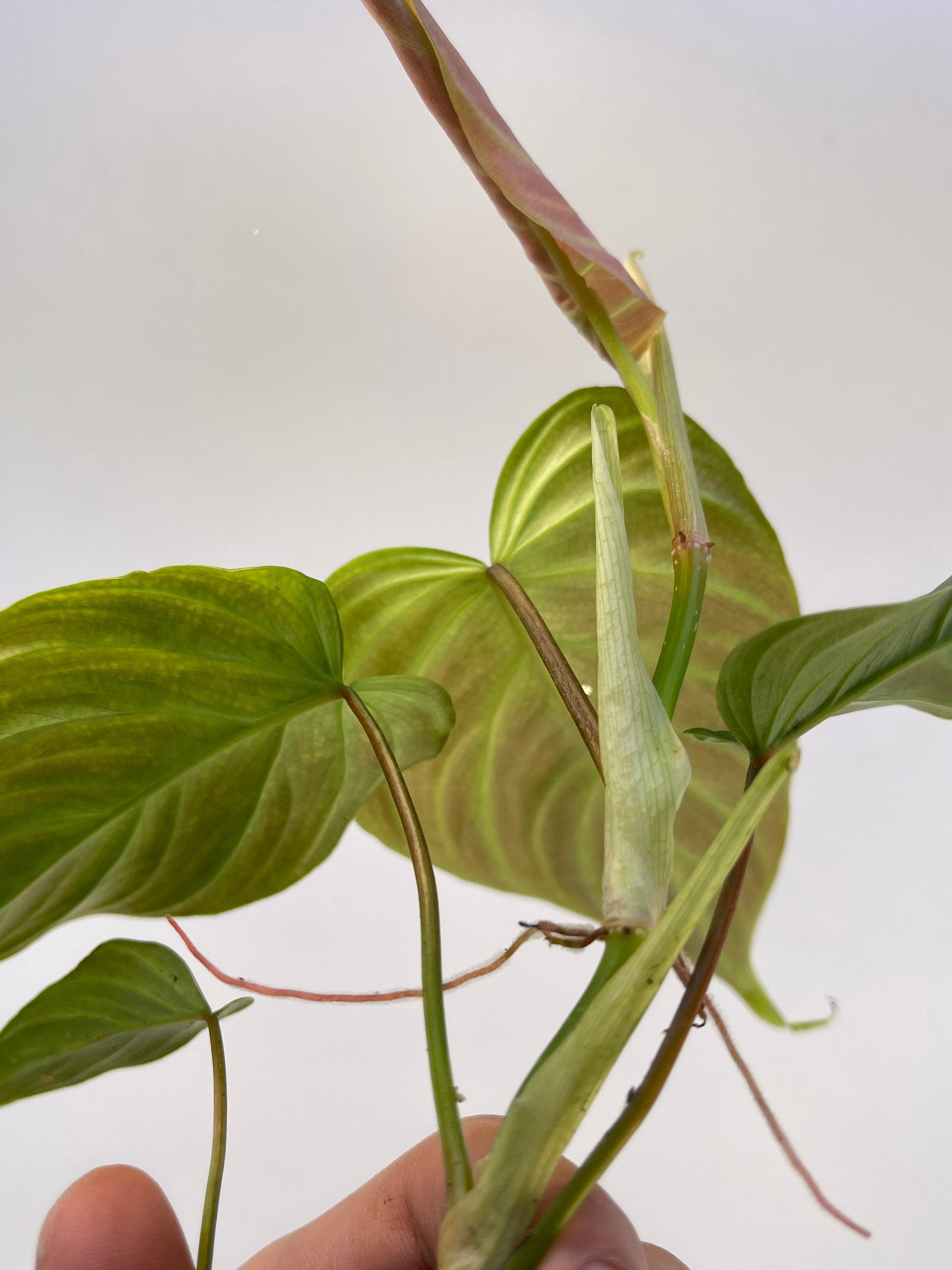 Philodendron ‘Majestic’ (Can acclimate to house conditions)