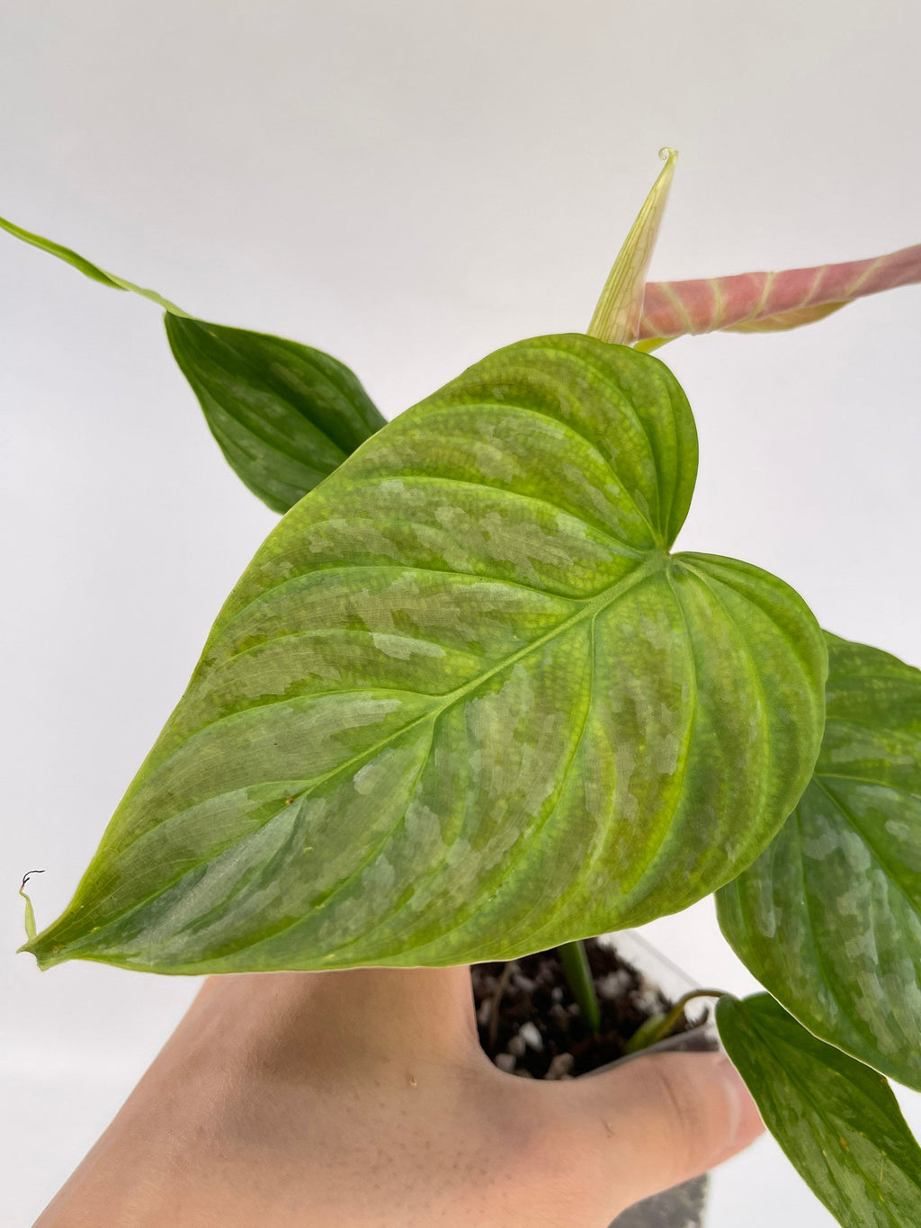 Philodendron ‘Majestic’ (Can acclimate to house conditions)