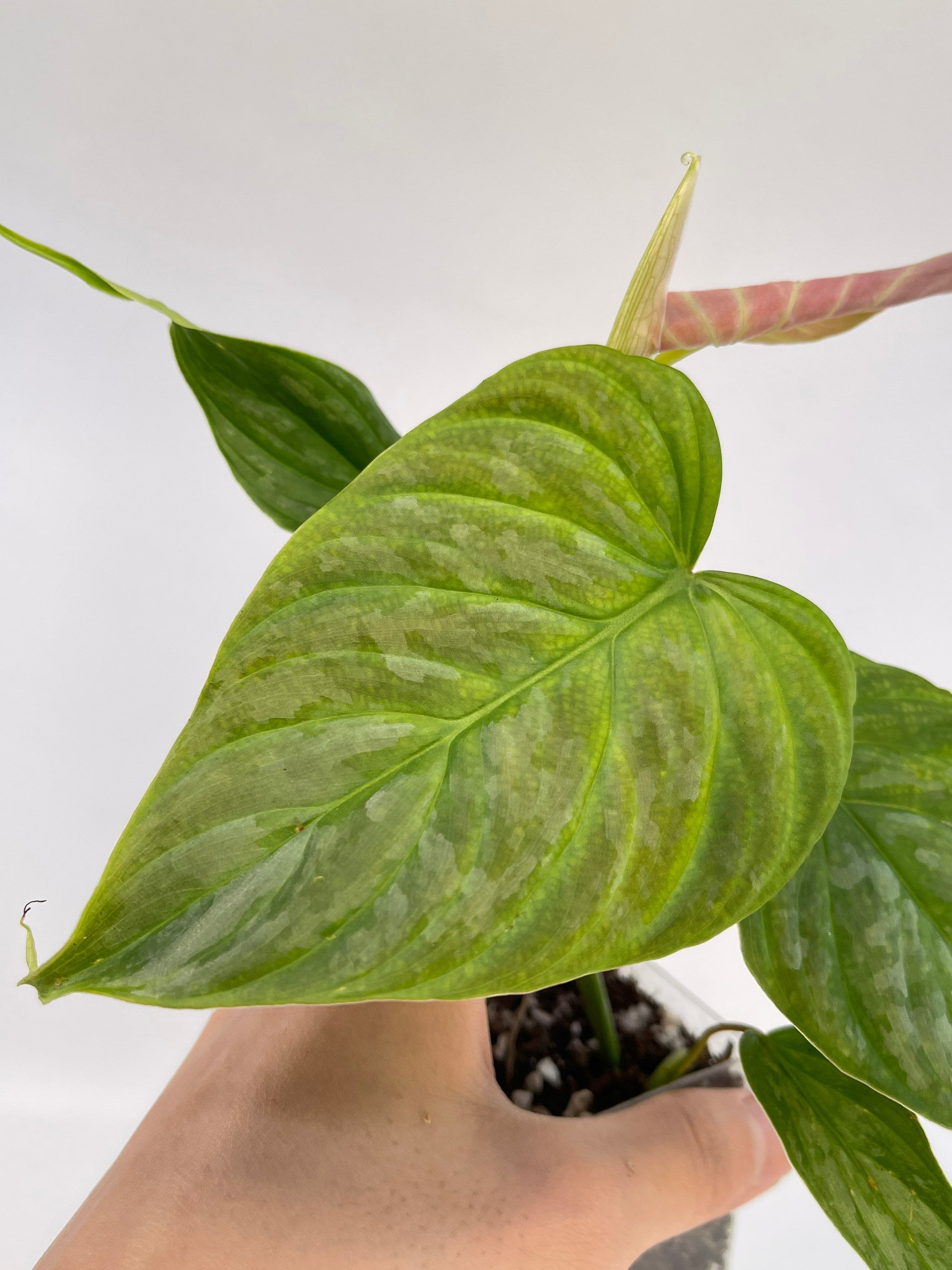 Philodendron ‘Majestic’ (Can acclimate to house conditions)