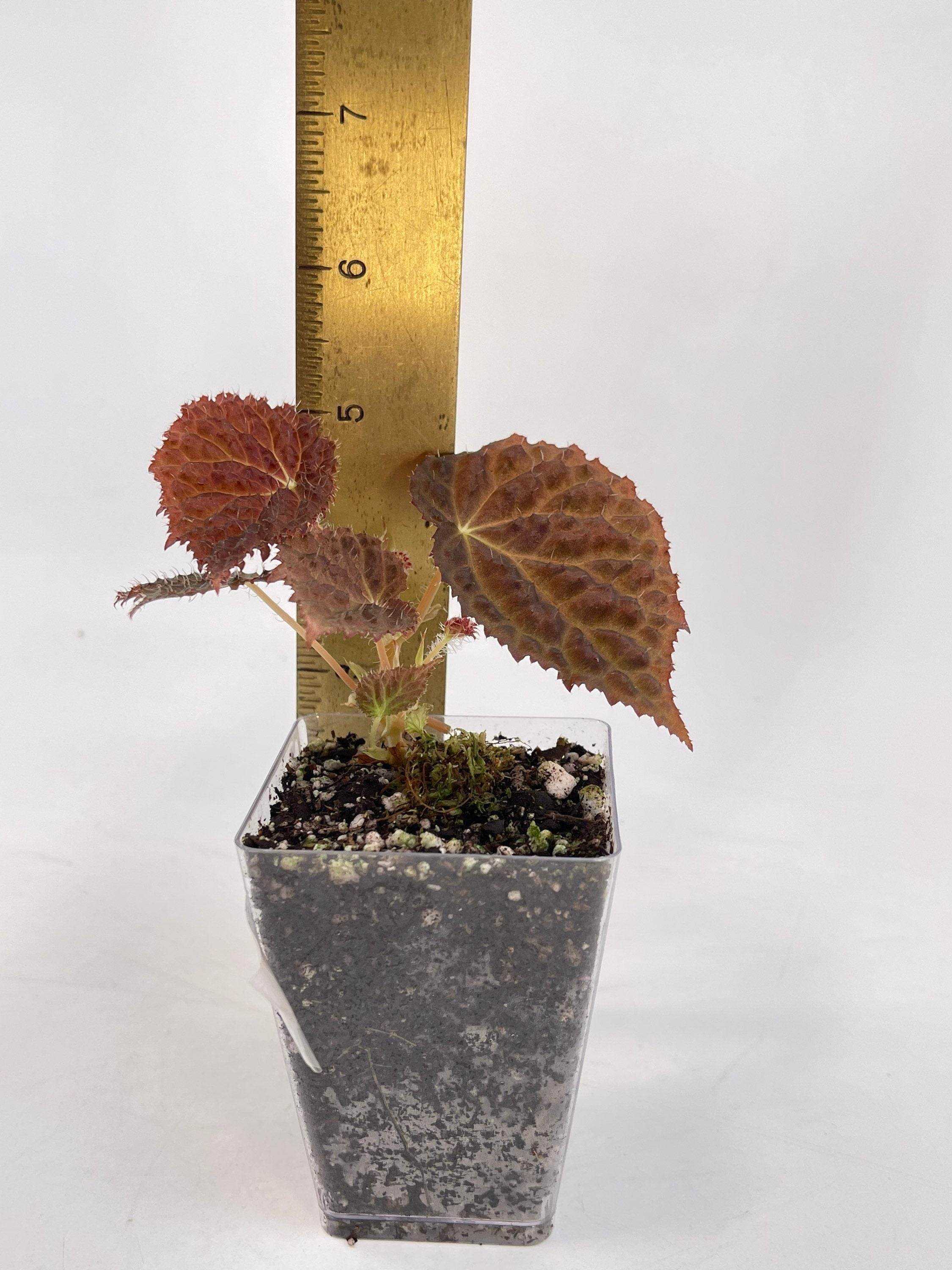 Begonia ‘Ruby Dragon’