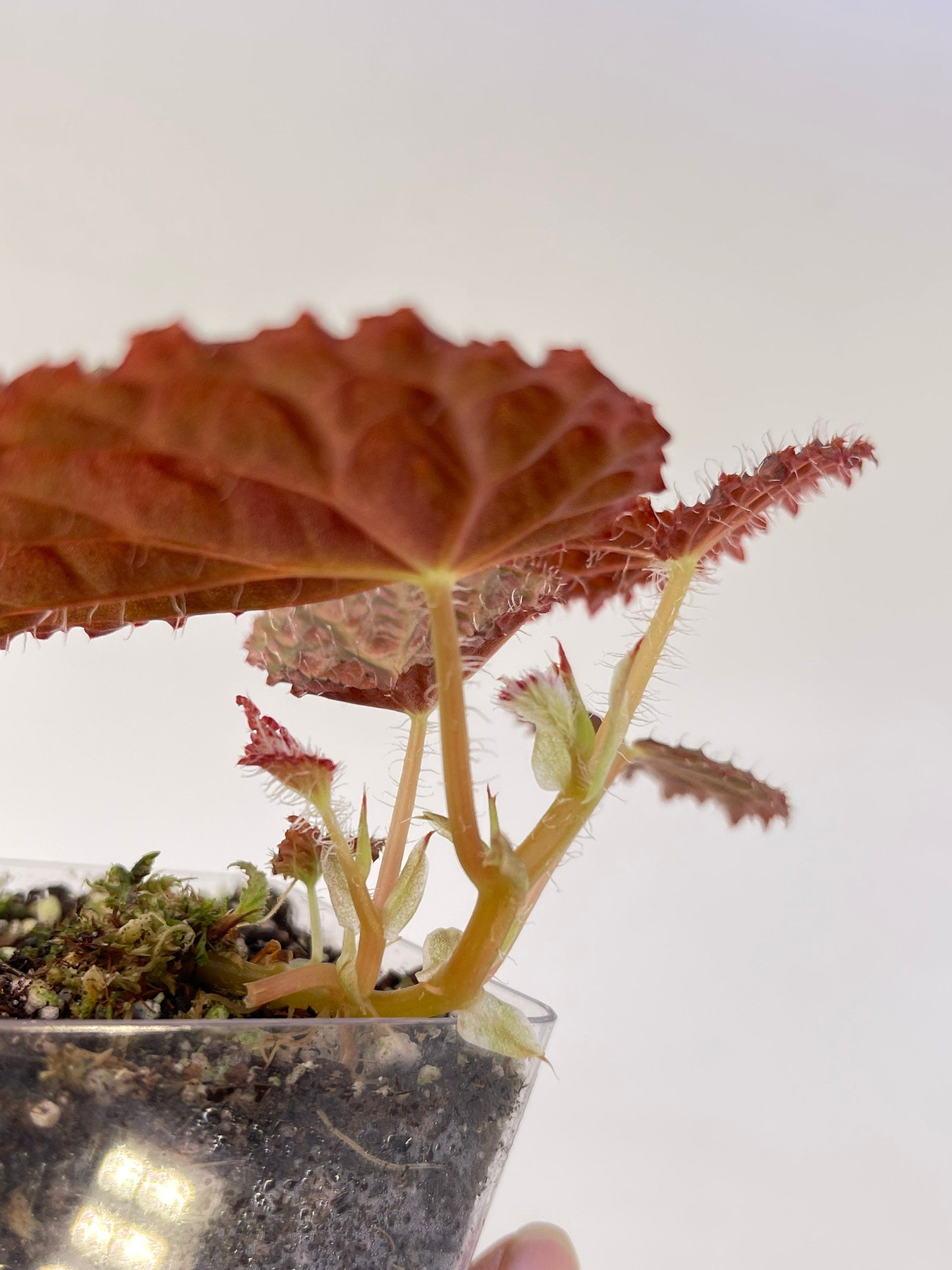 Begonia ‘Ruby Dragon’
