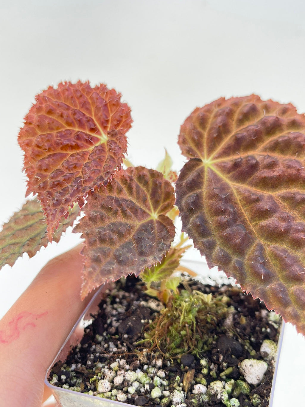 Begonia ‘Ruby Dragon’
