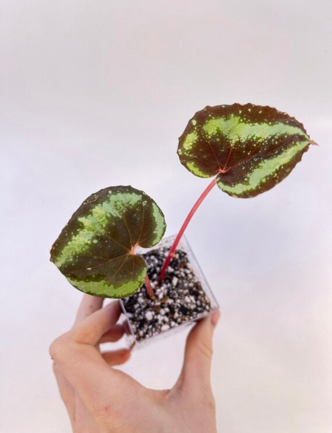 Begonia sp. curtisii ‘Milky Way’