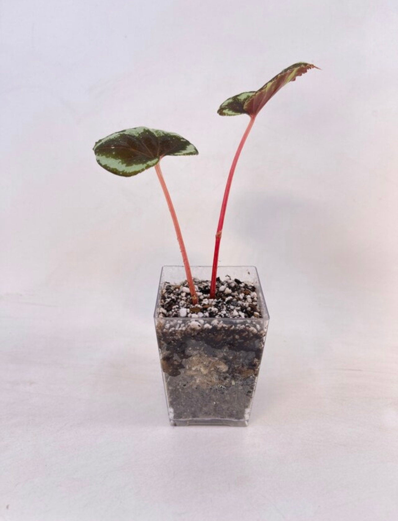 Begonia sp. curtisii ‘Milky Way’