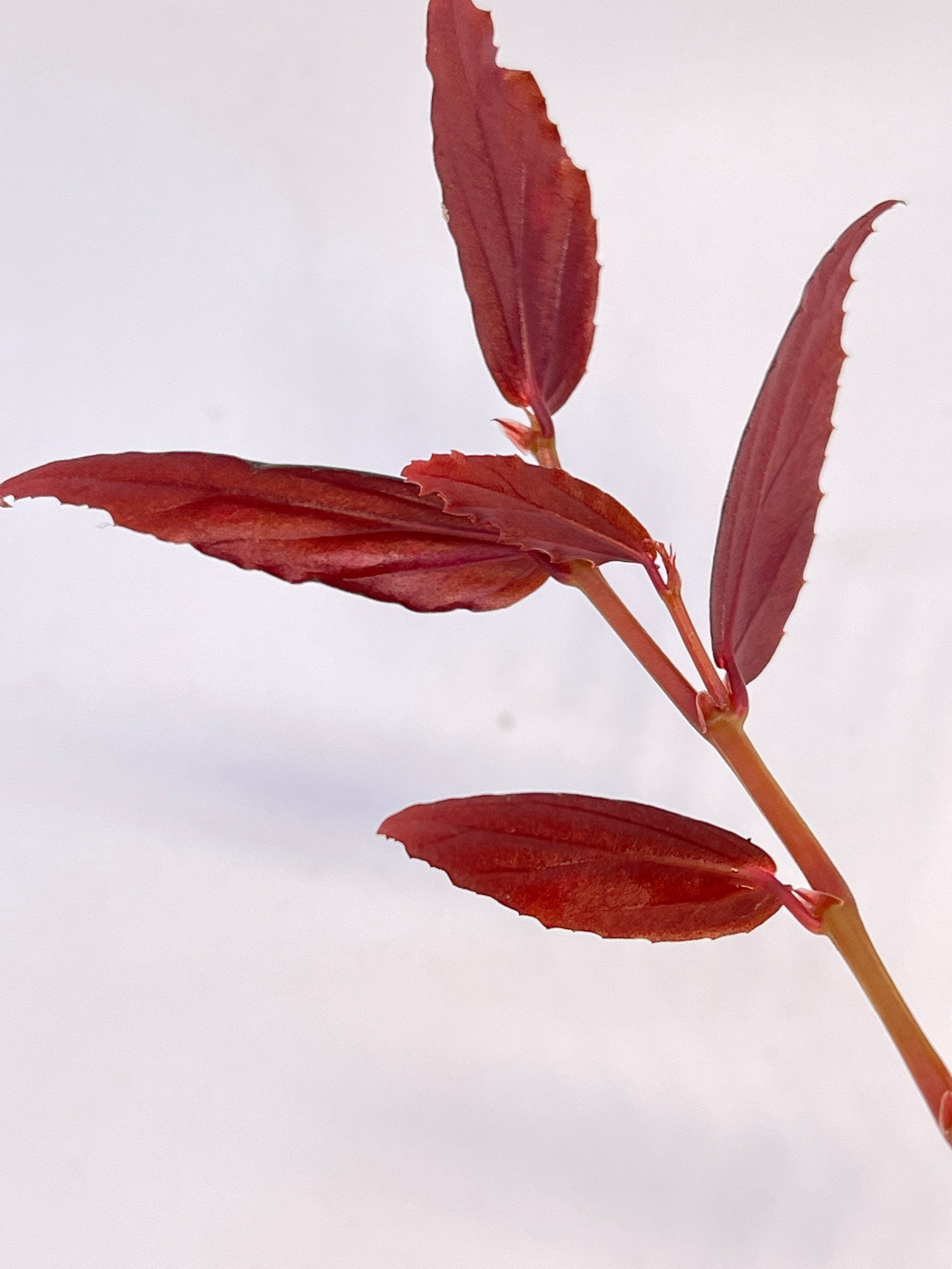 Begonia julau Type 2
