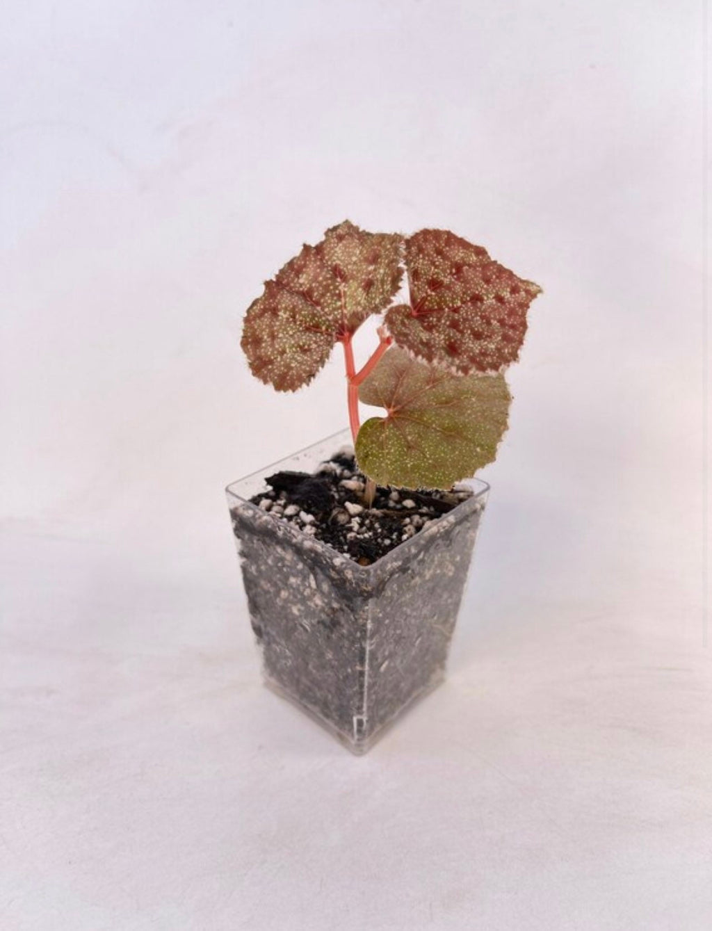 READY SOON Begonia sp. “White Spot”