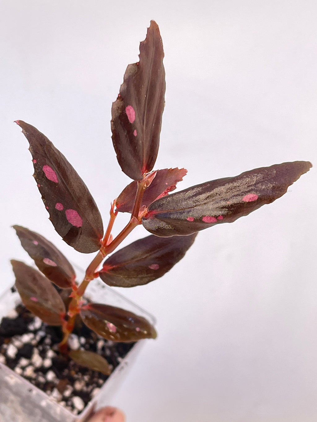 Begonia julau Type 2