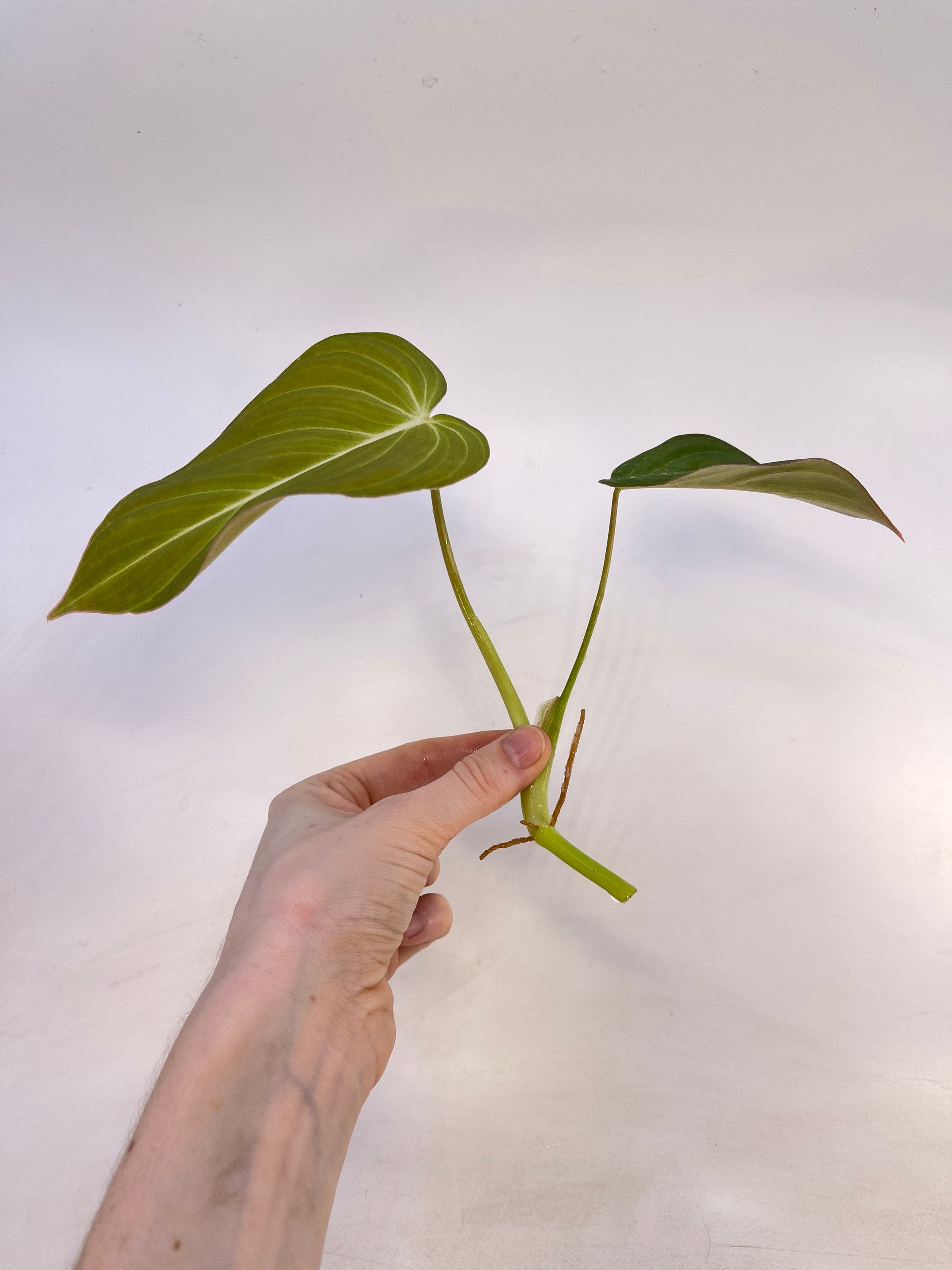 TOP CUTTING Philodendron ‘Glorious’ Top Cut (Can acclimate to house conditions)
