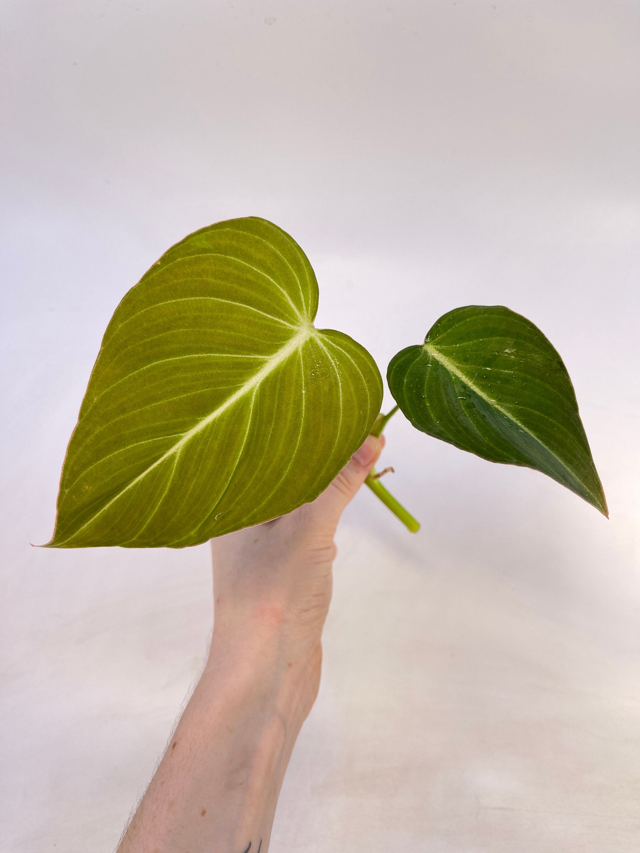 TOP CUTTING Philodendron ‘Glorious’ Top Cut (Can acclimate to house conditions)
