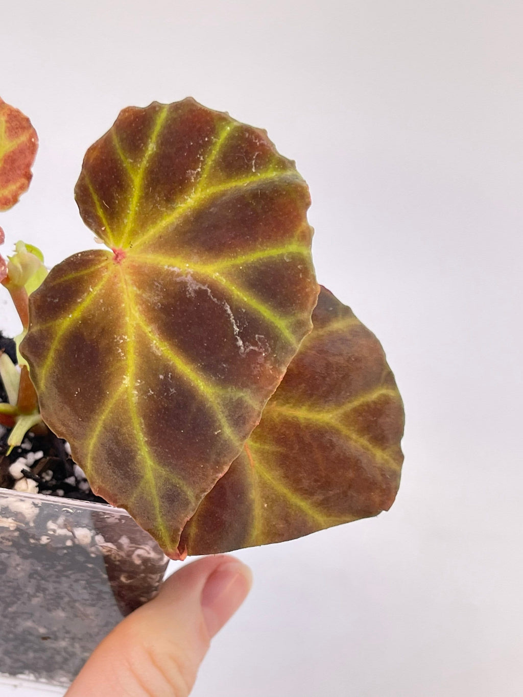 Begonia sp. rubida