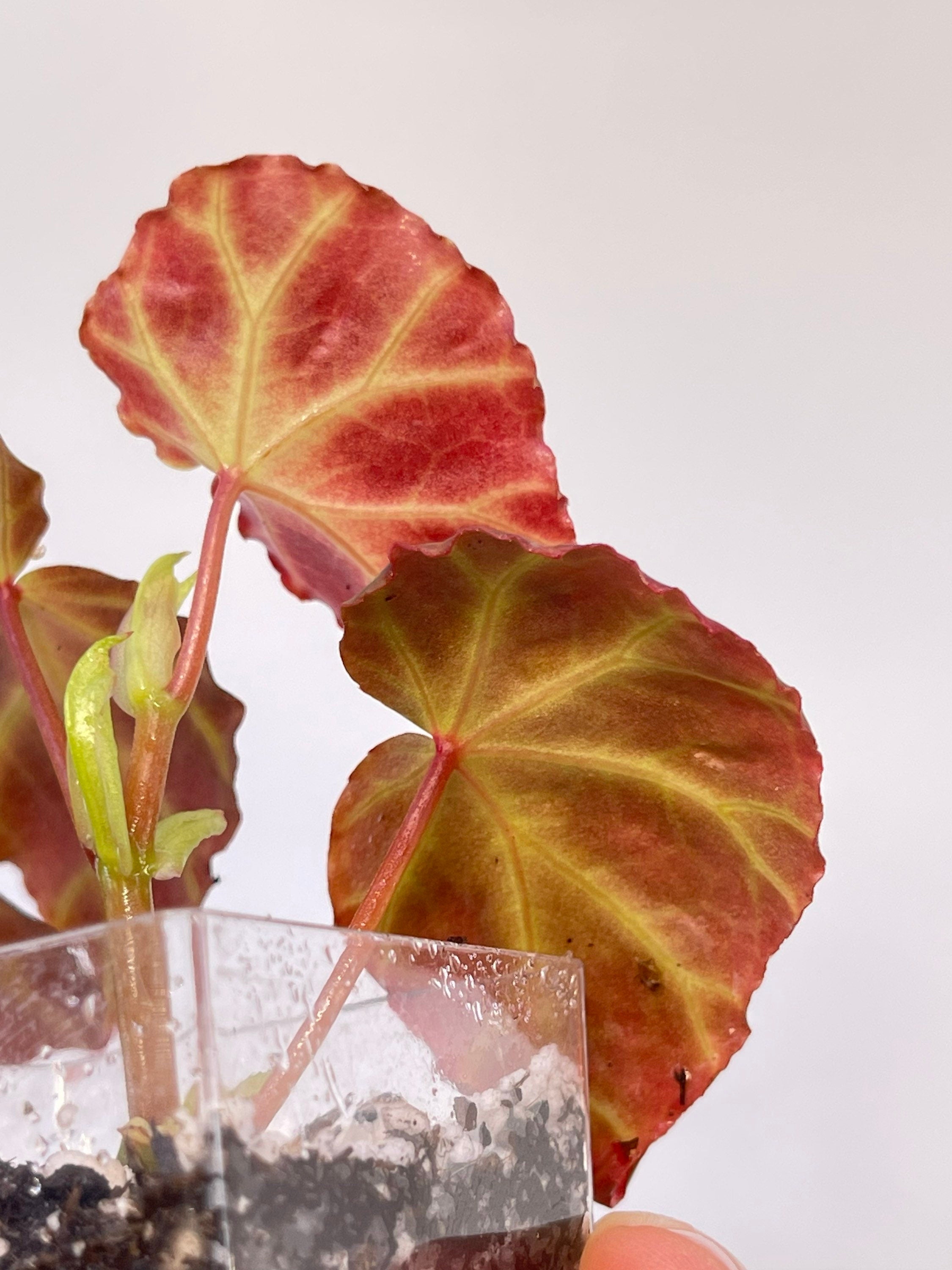 Begonia sp. rubida