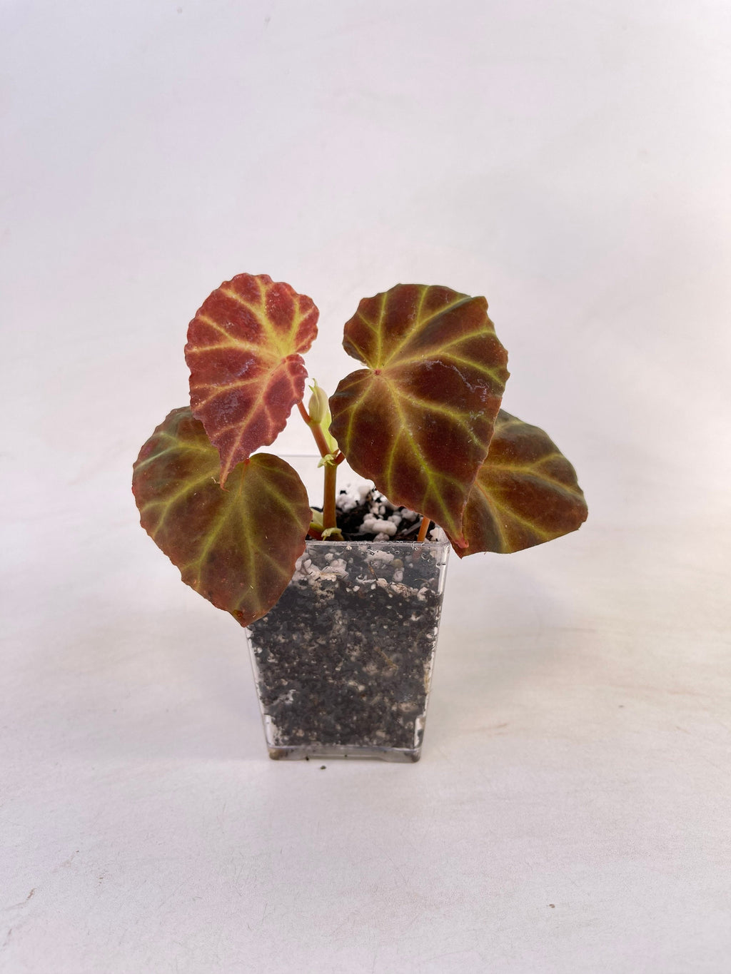 Begonia sp. rubida