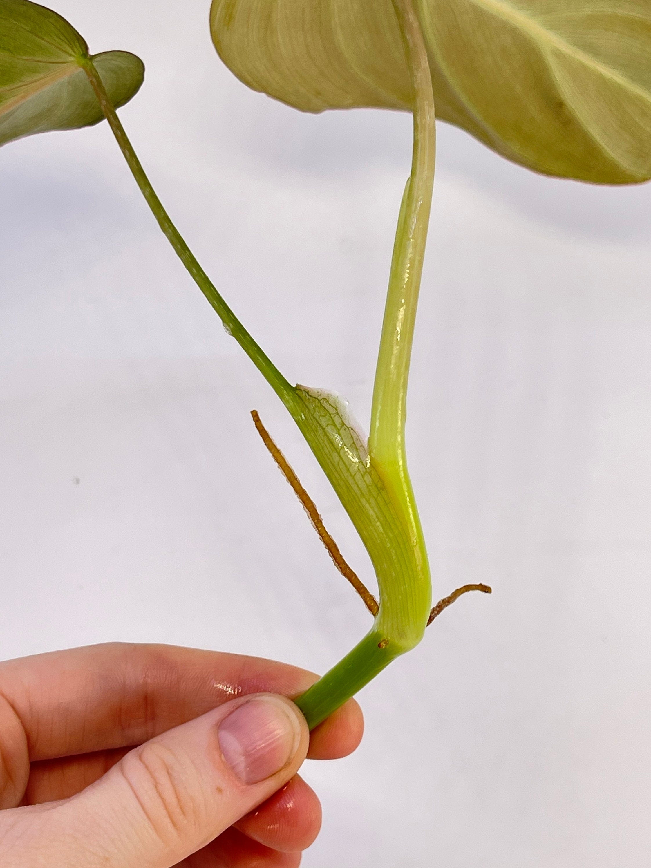 TOP CUTTING Philodendron ‘Glorious’ Top Cut (Can acclimate to house conditions)