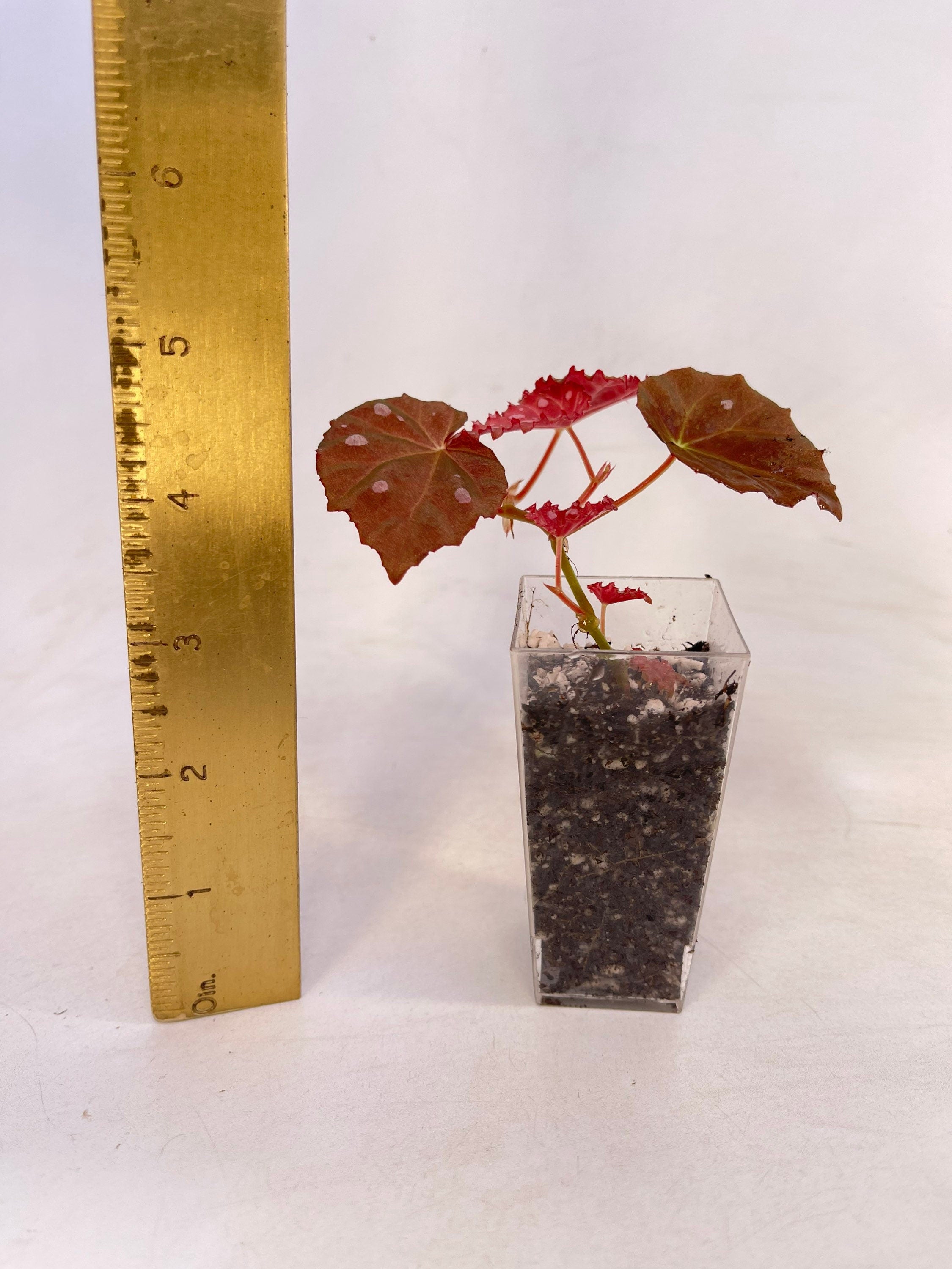 Begonia Botanicaz 34