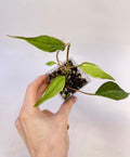 Variegated Philodendron micans ‘Velvet Halo’ (Can acclimate to house conditions)