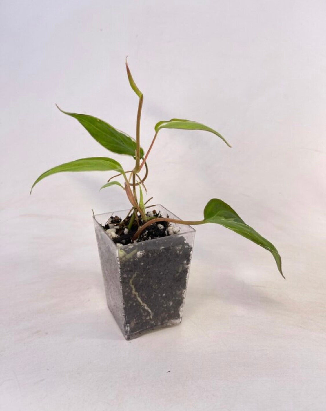 Variegated Philodendron micans ‘Velvet Halo’ (Can acclimate to house conditions)