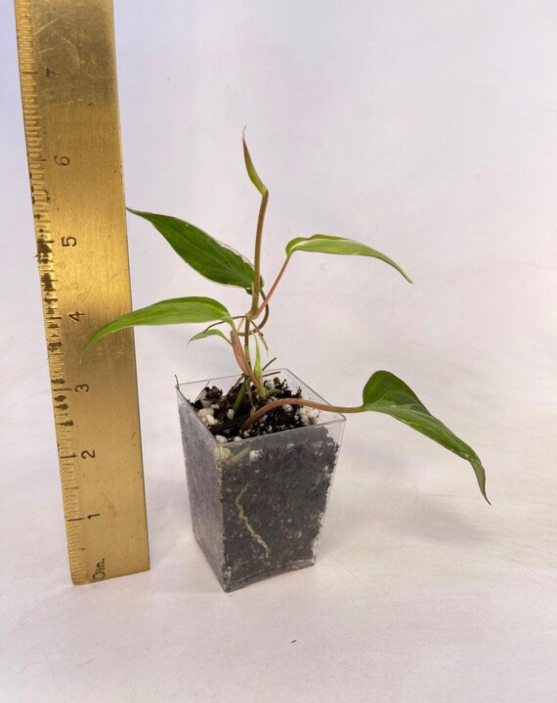 Variegated Philodendron micans ‘Velvet Halo’ (Can acclimate to house conditions)