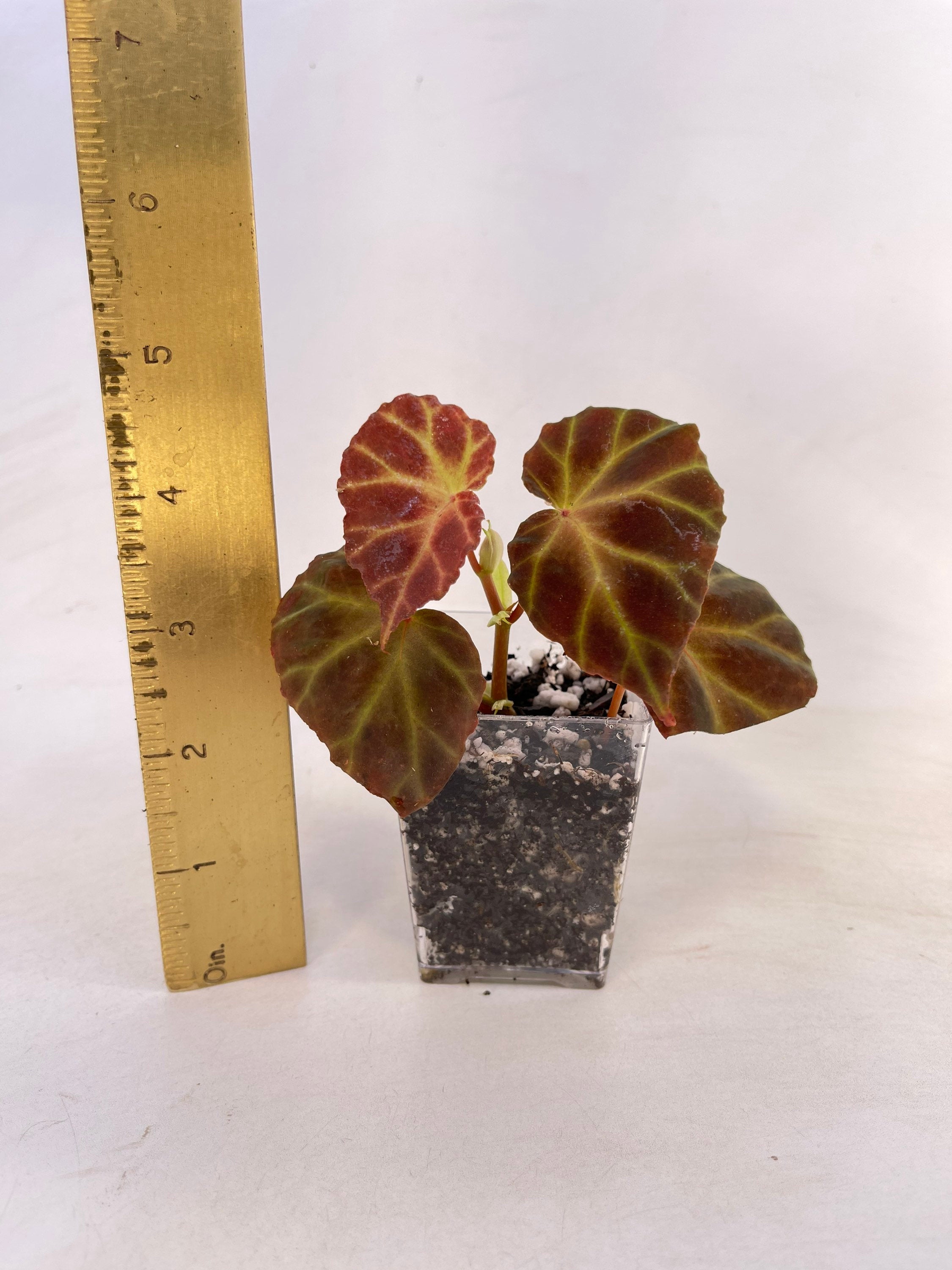 Begonia sp. rubida