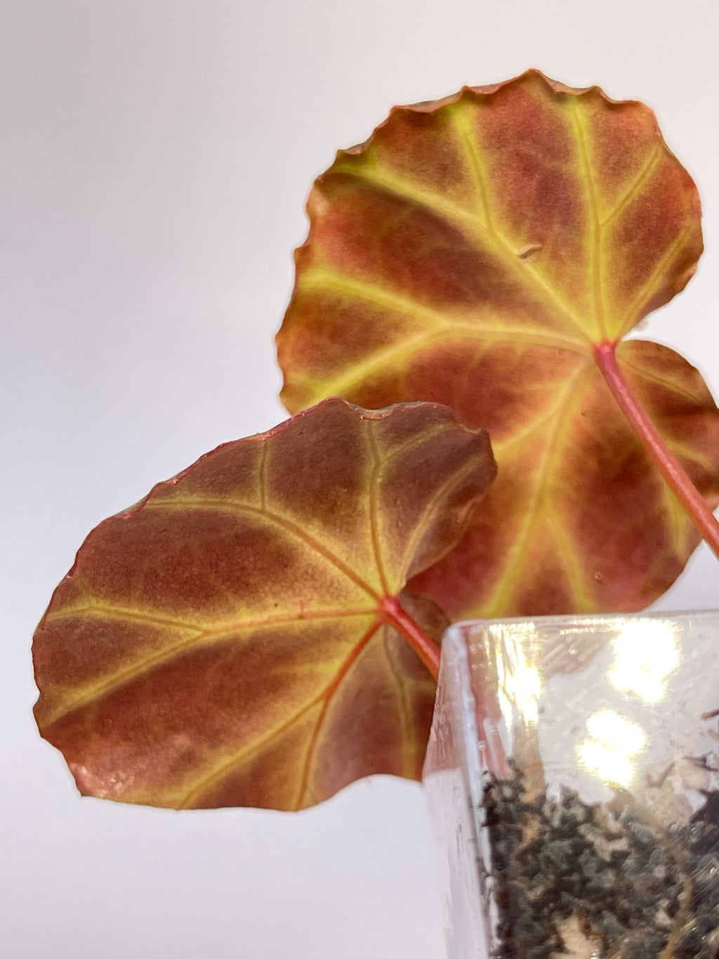 Begonia sp. rubida