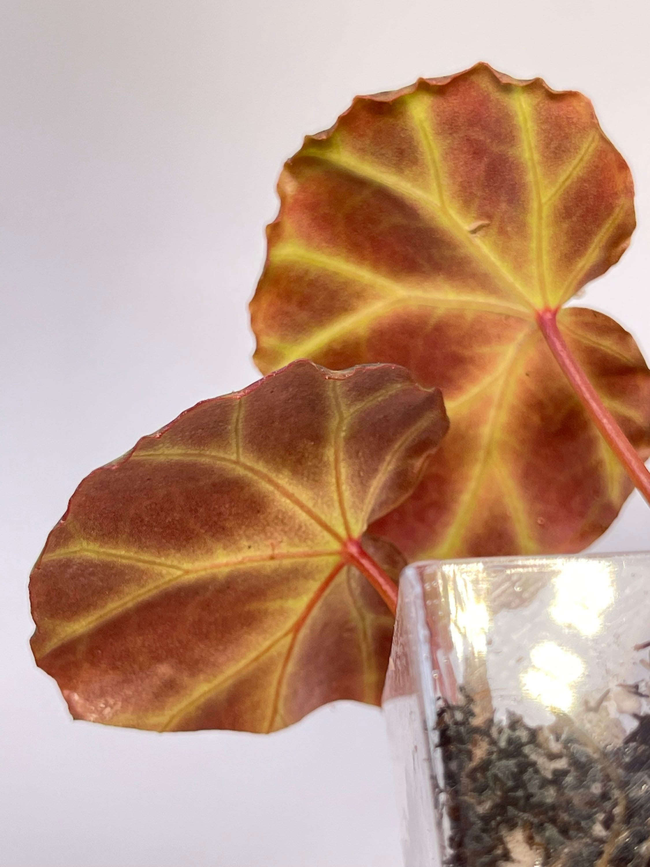 Begonia sp. rubida