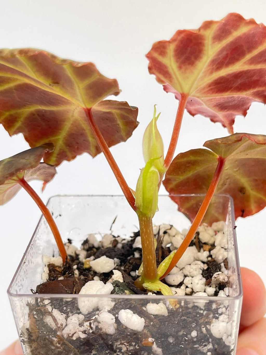 Begonia sp. rubida