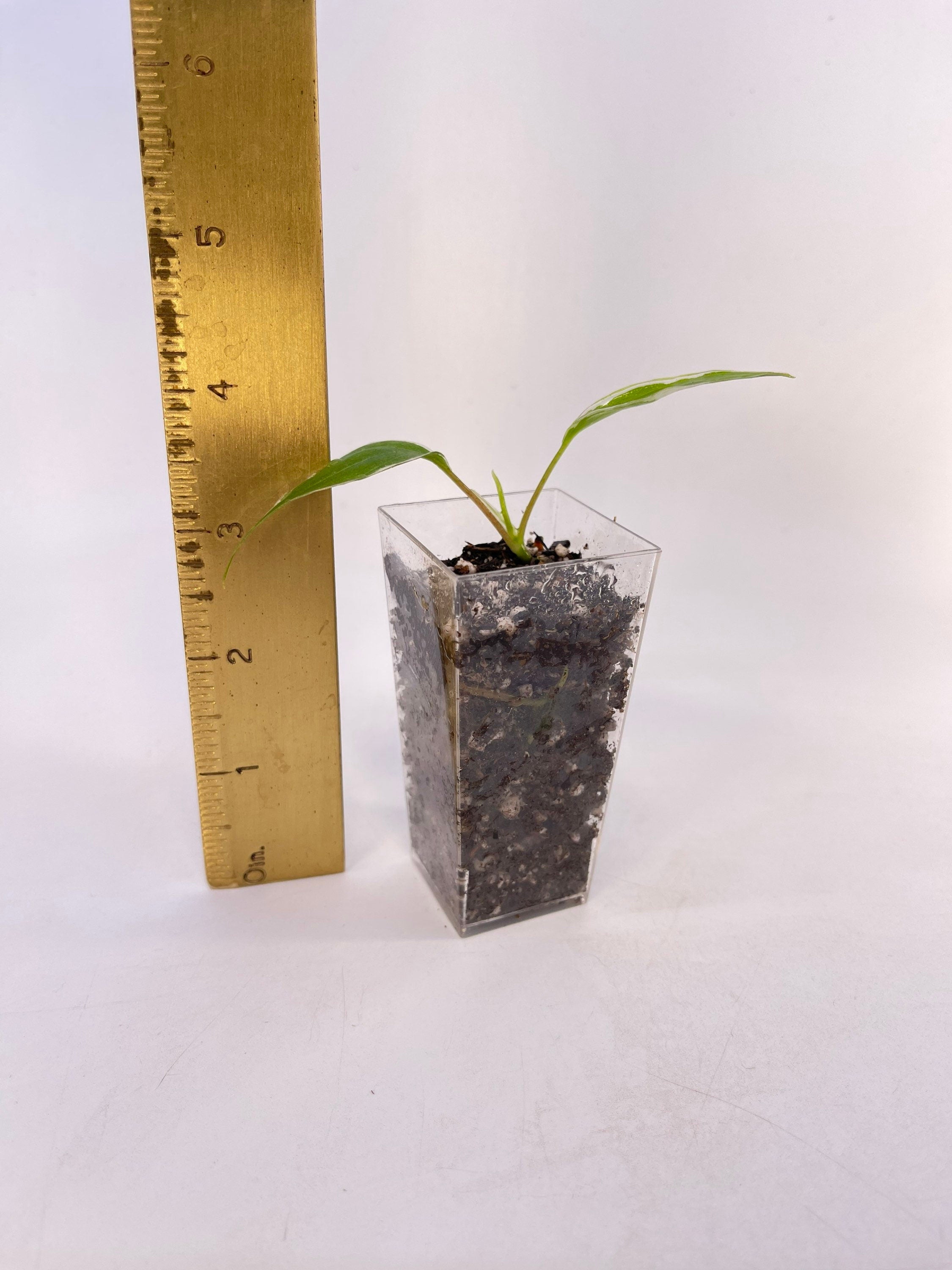 One FREE per item purchased Variegated Philodendron micans ‘Velvet Halo’ (Can acclimate to house conditions)