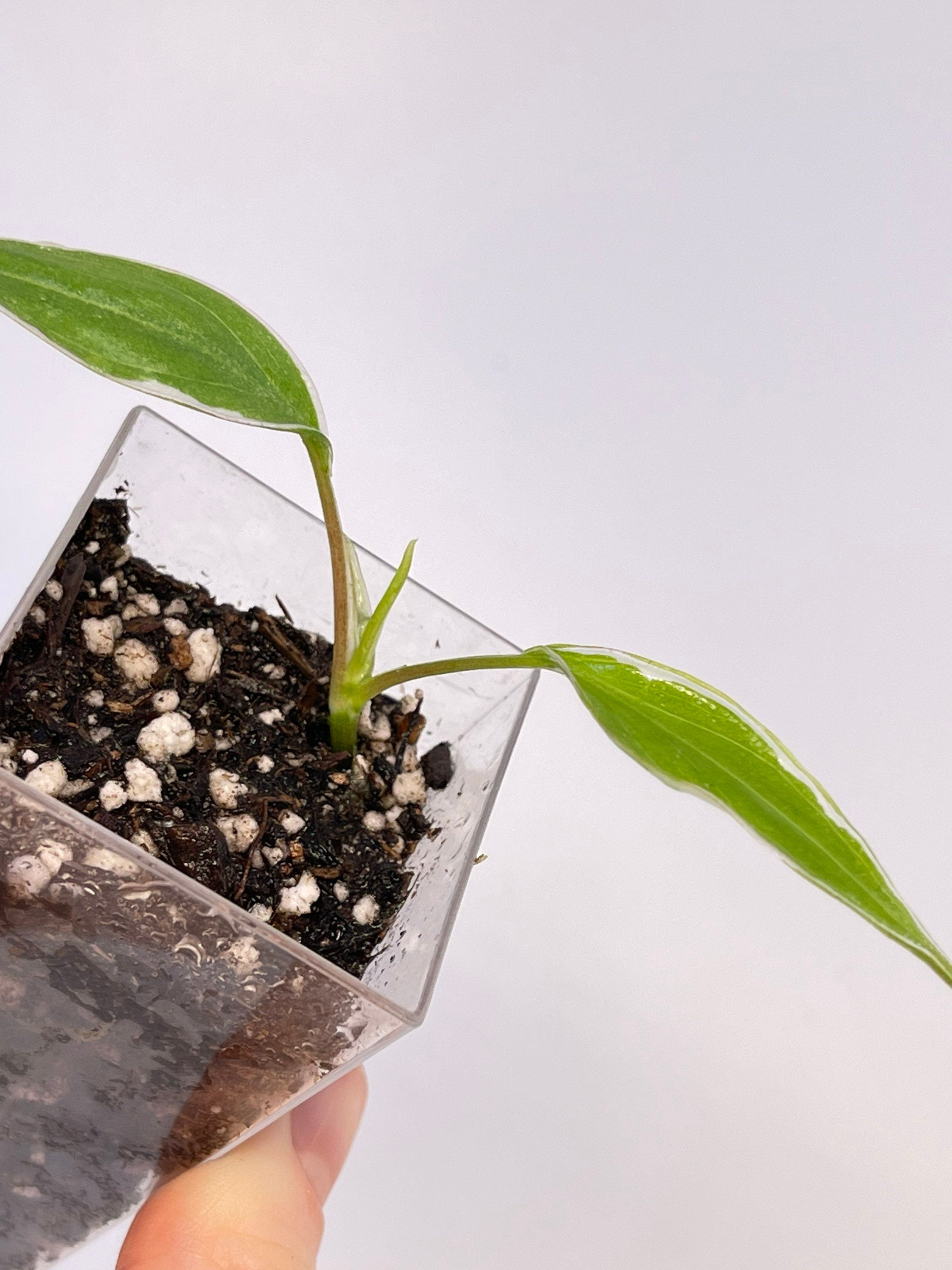 One FREE per item purchased Variegated Philodendron micans ‘Velvet Halo’ (Can acclimate to house conditions)
