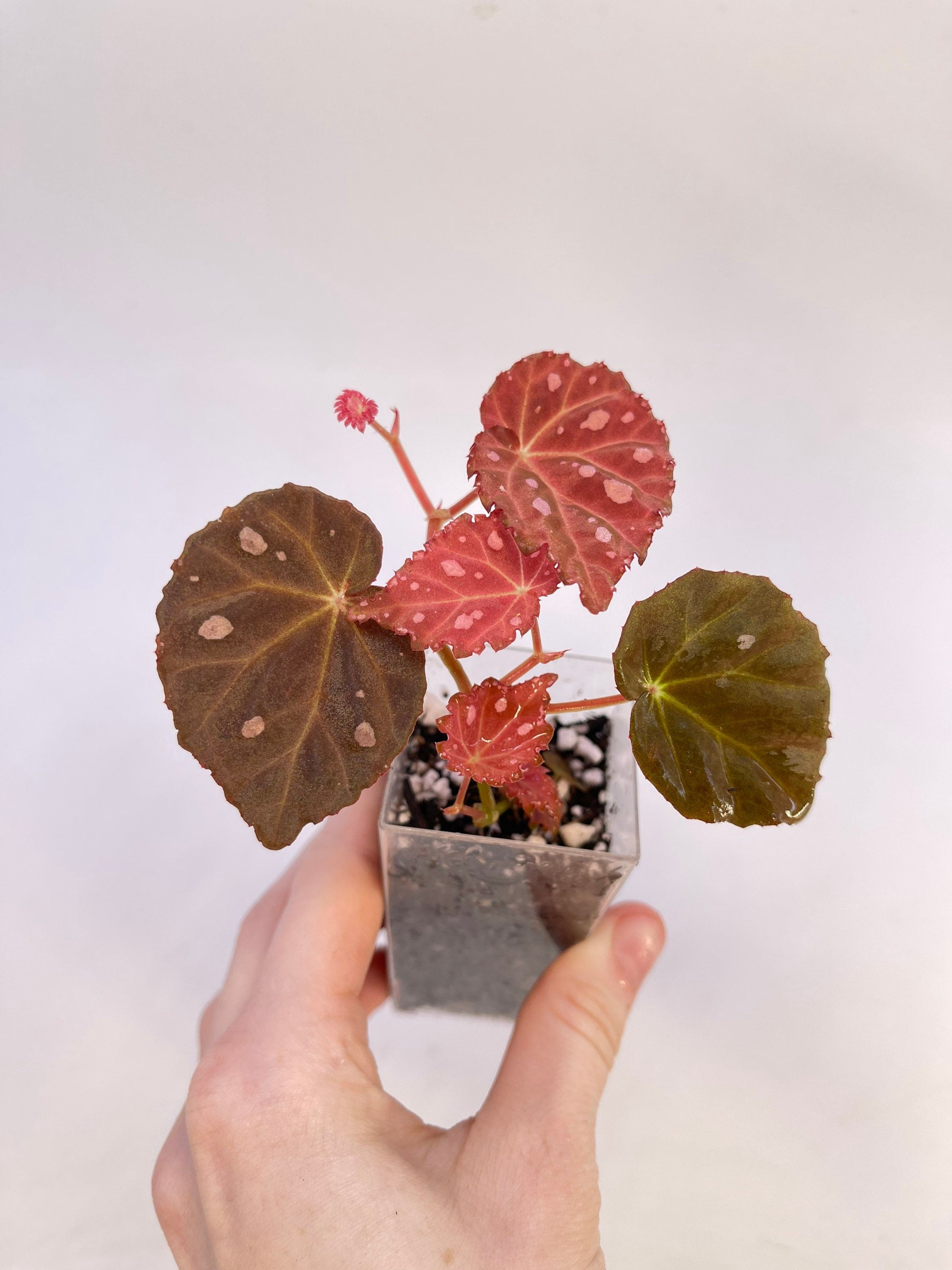 Begonia Botanicaz 34