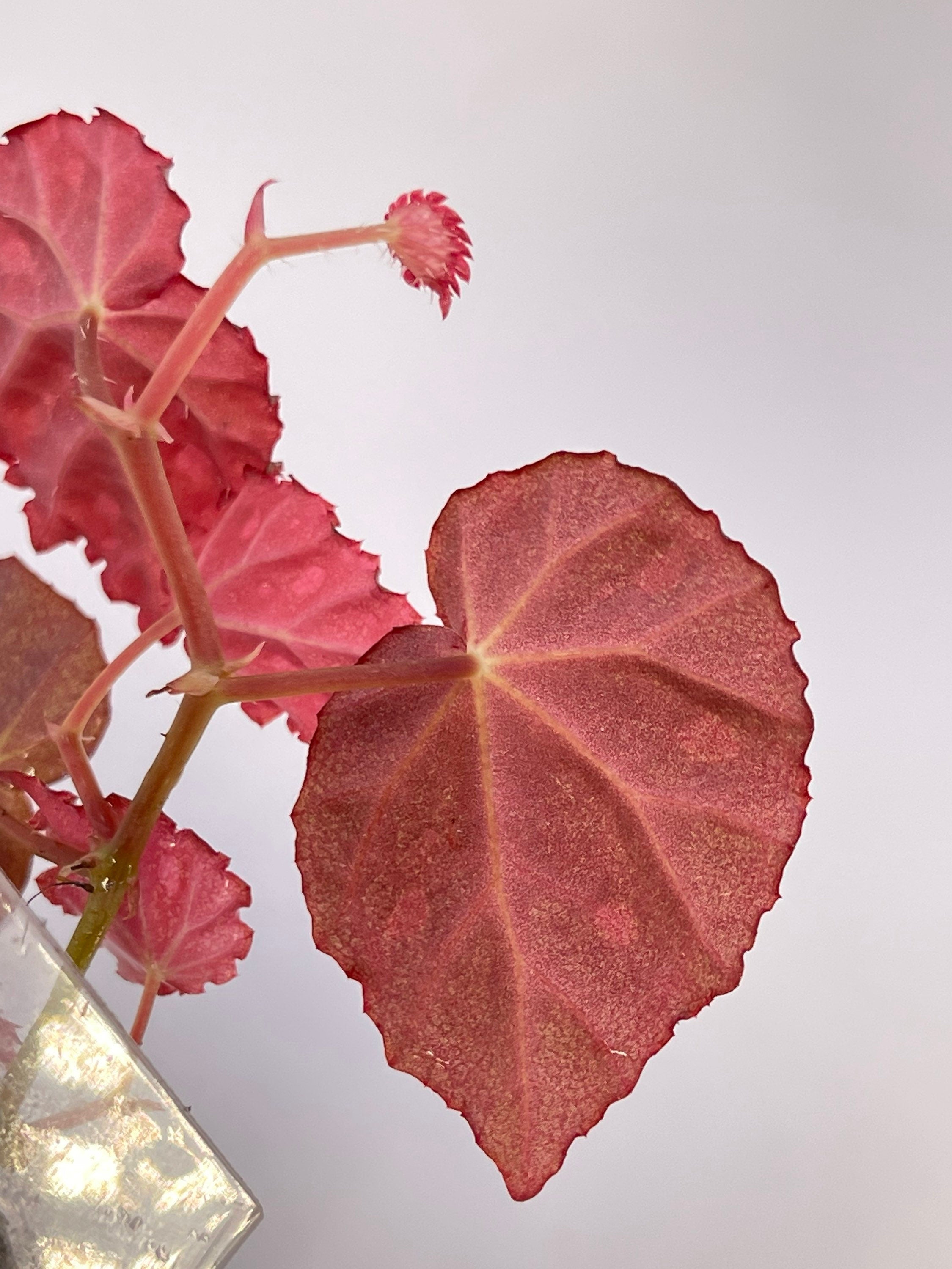 Begonia Botanicaz 34