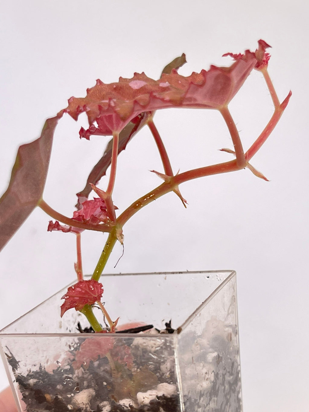 Begonia Botanicaz 34