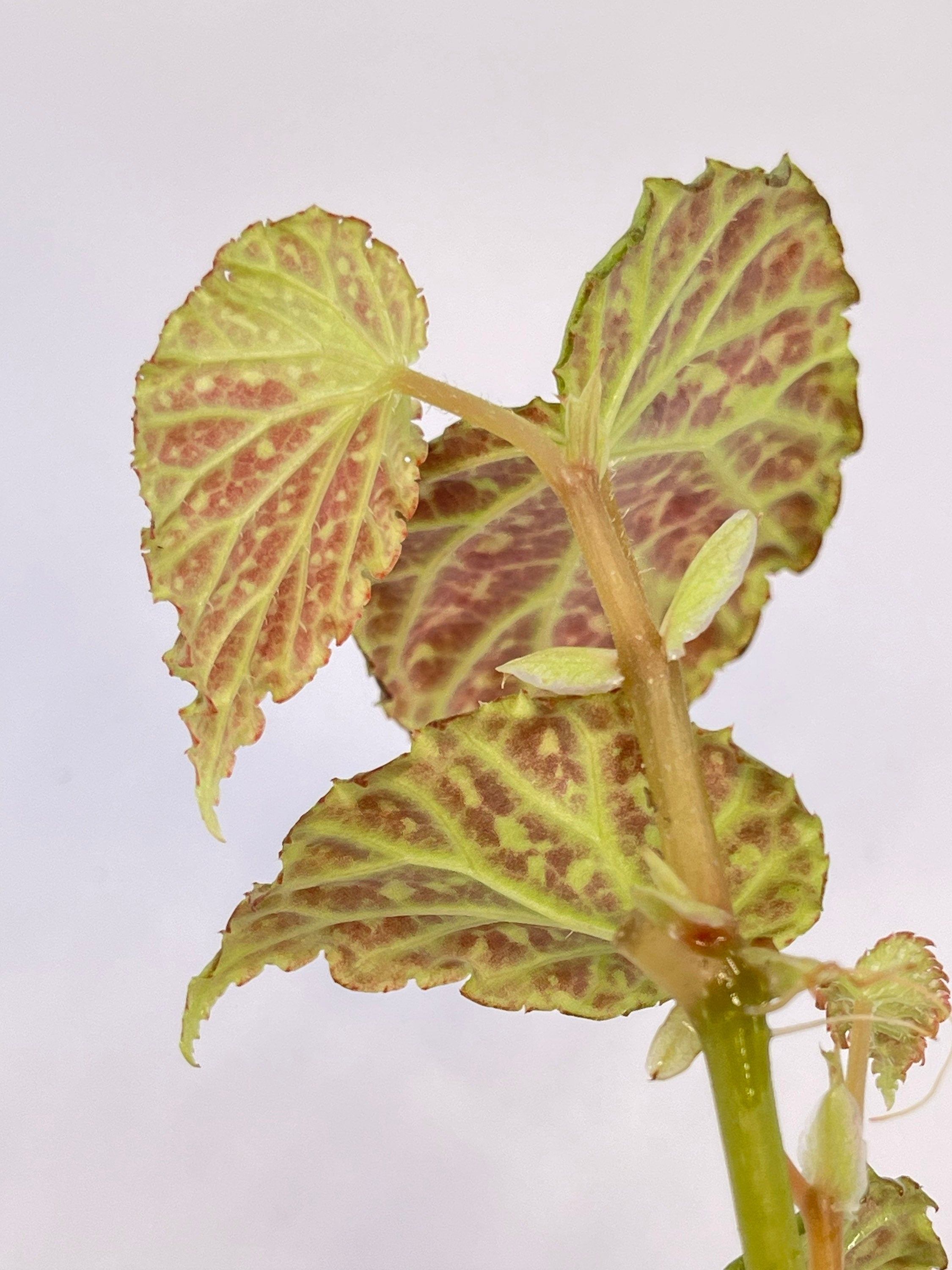 Begonia Botanicaz 48