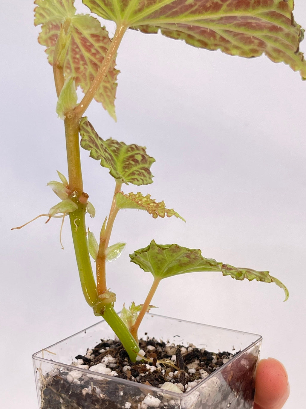 Begonia Botanicaz 48