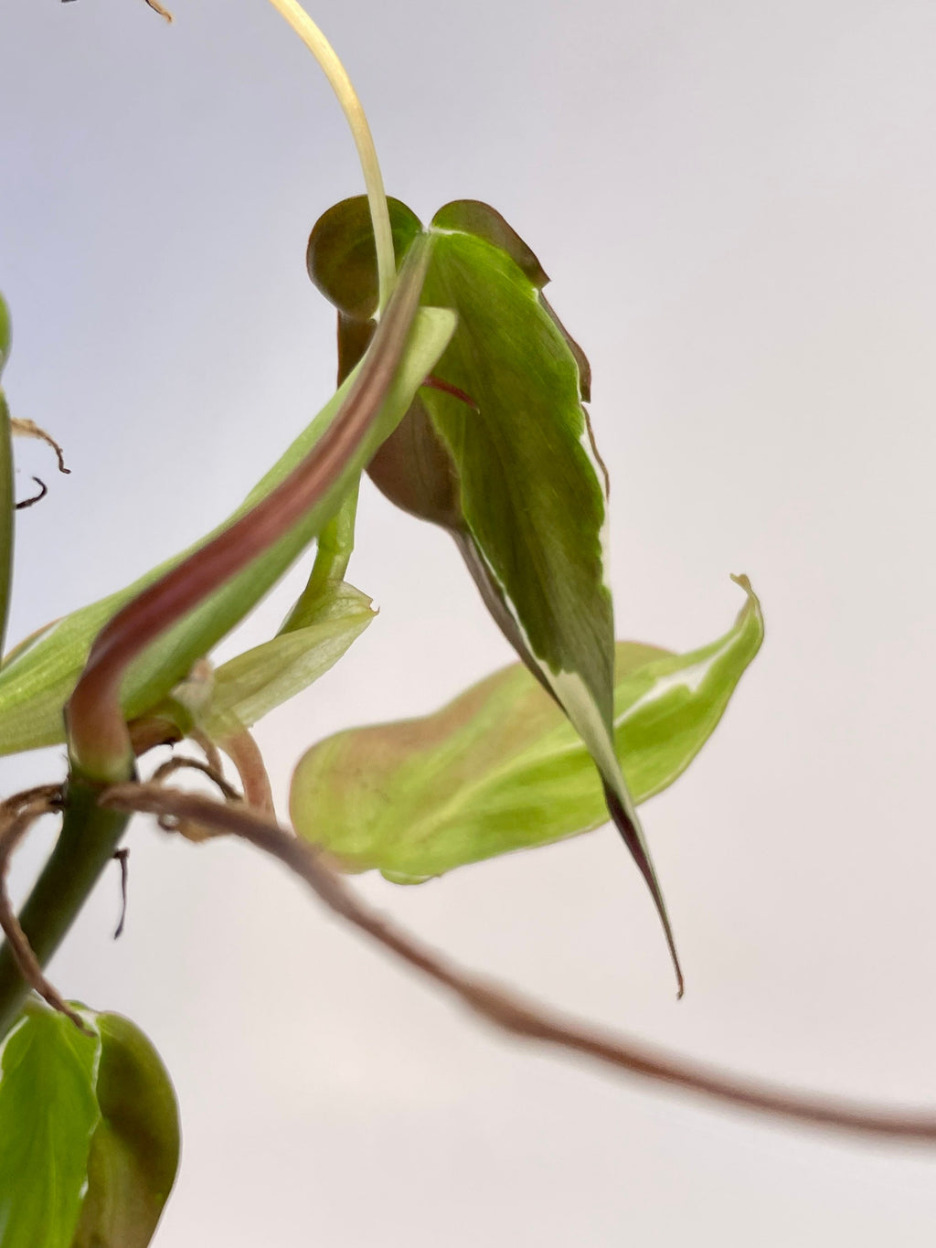 Variegated Philodendron micans ‘Velvet Halo’ Non-Exact (Can acclimate to house conditions)