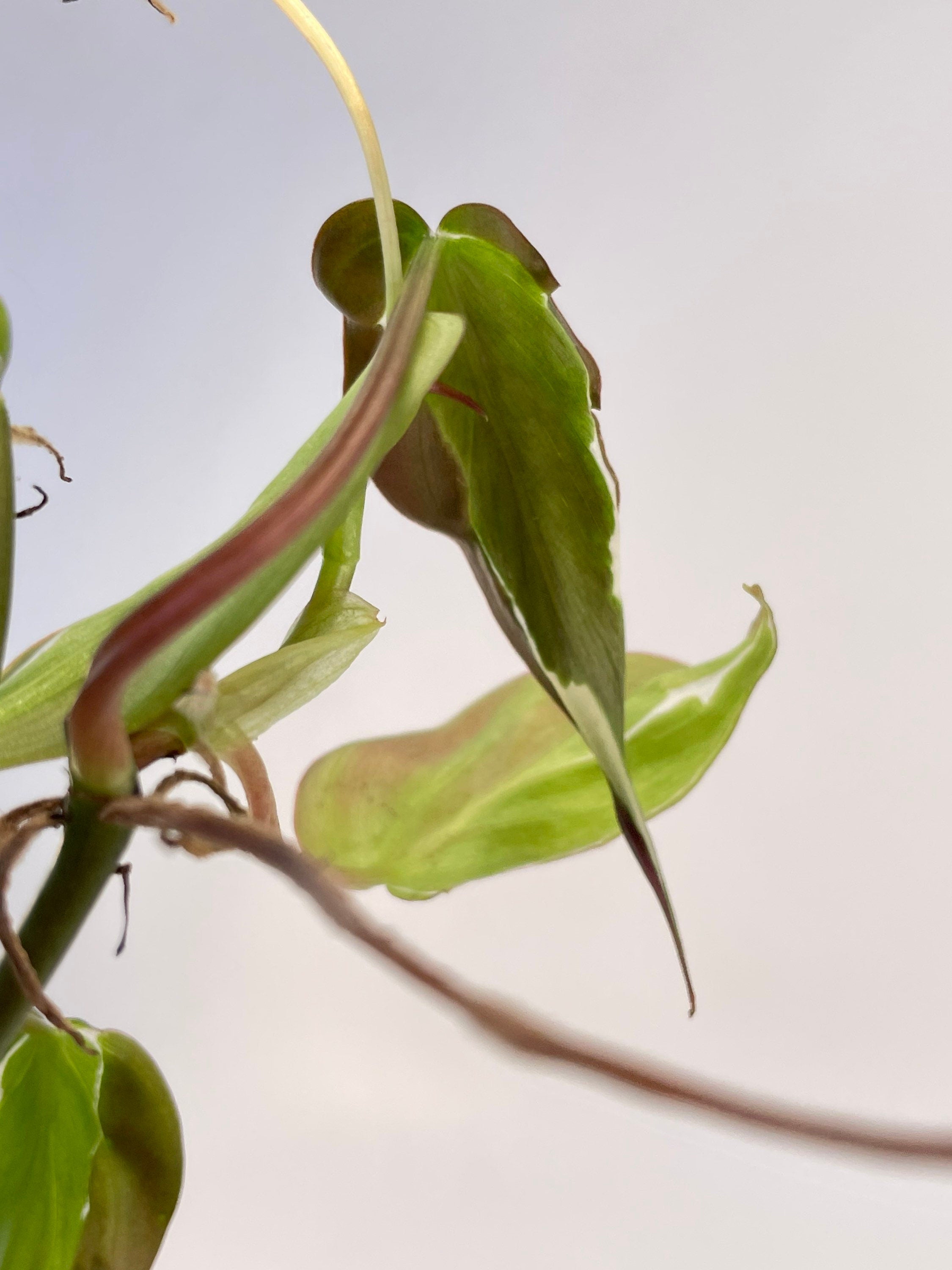Variegated Philodendron micans ‘Velvet Halo’ Non-Exact (Can acclimate to house conditions)