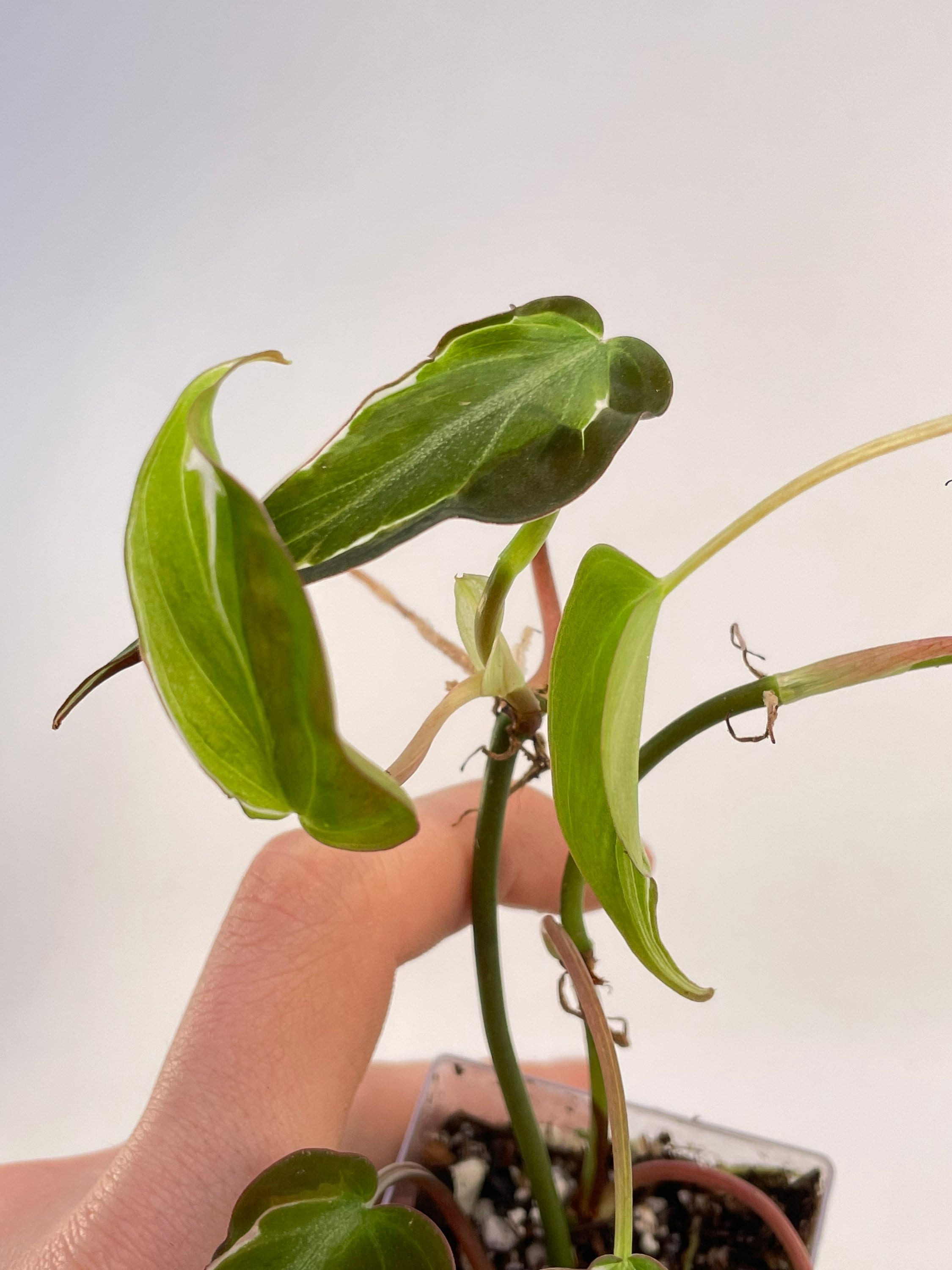 Variegated Philodendron micans ‘Velvet Halo’ Non-Exact (Can acclimate to house conditions)