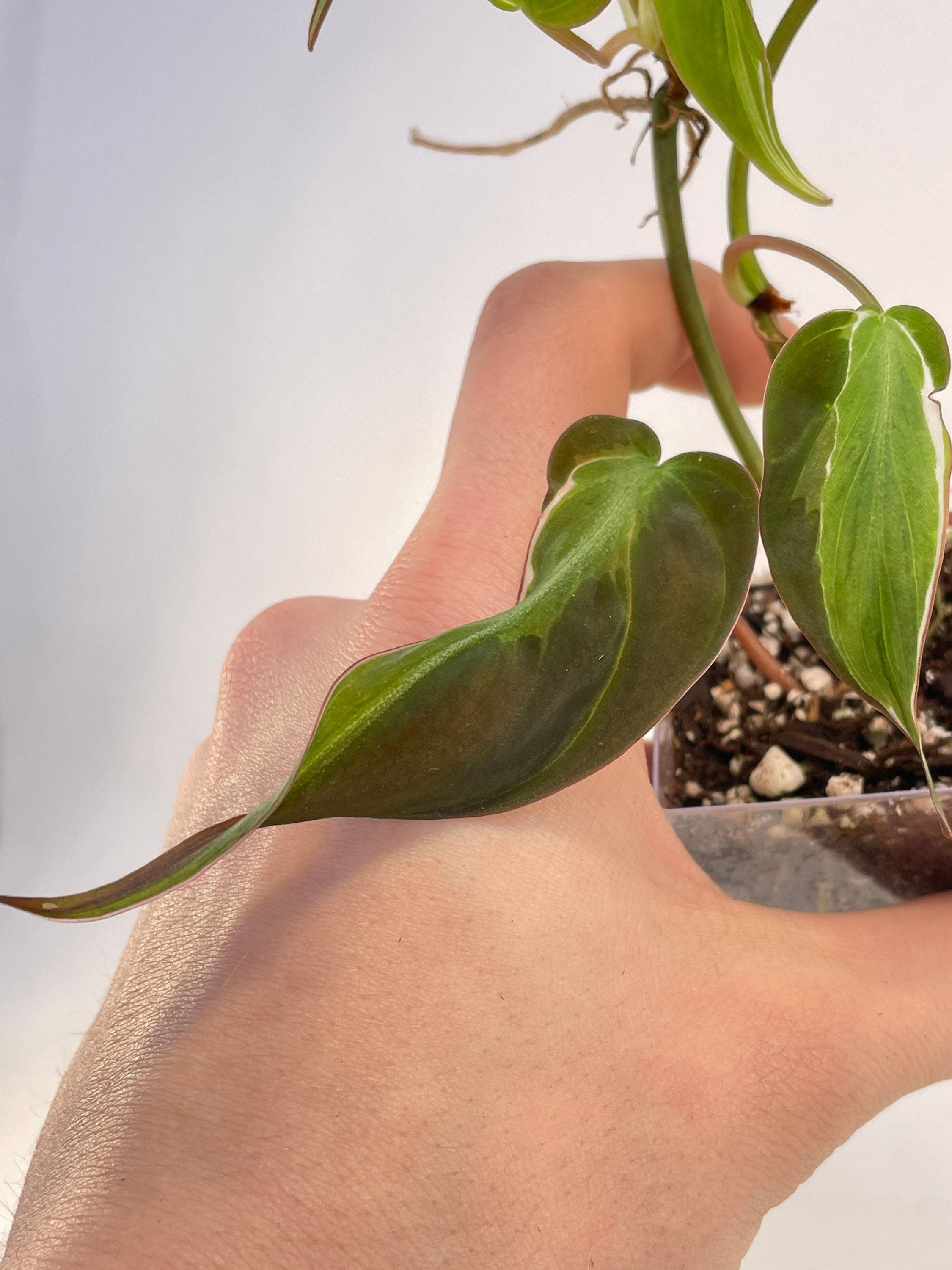 Variegated Philodendron micans ‘Velvet Halo’ Non-Exact (Can acclimate to house conditions)