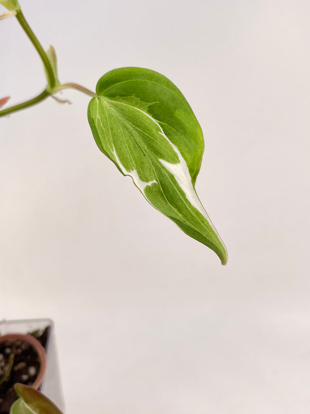 Variegated Philodendron micans ‘Velvet Halo’ Non-Exact (Can acclimate to house conditions)