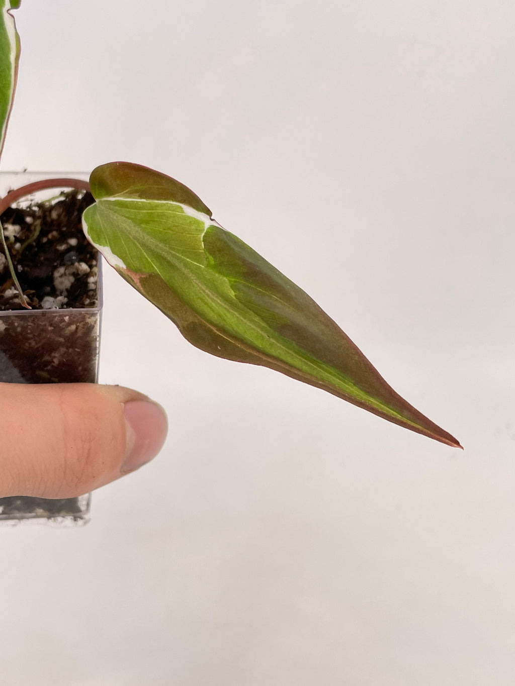 Variegated Philodendron micans ‘Velvet Halo’ Non-Exact (Can acclimate to house conditions)