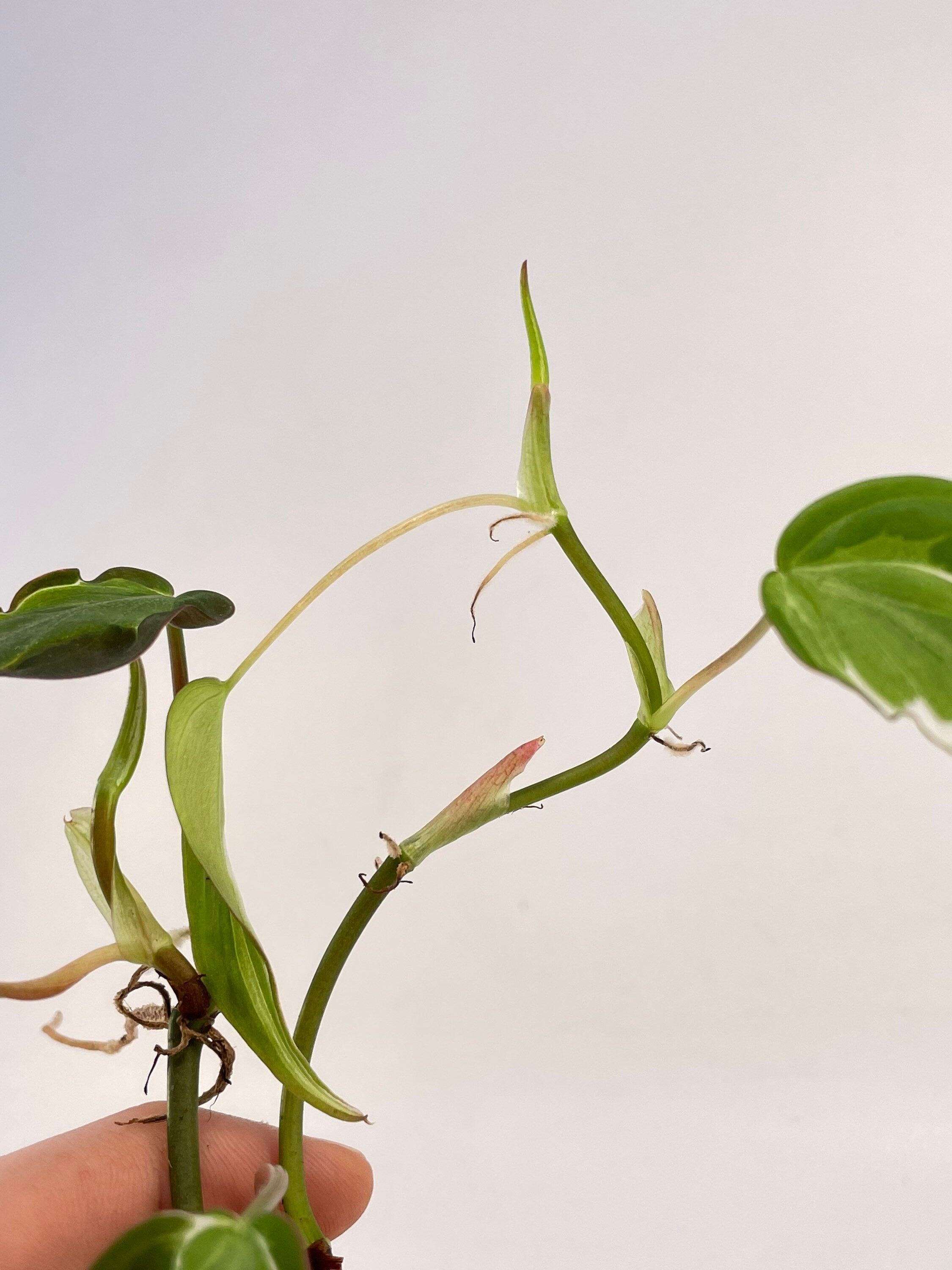Variegated Philodendron micans ‘Velvet Halo’ Non-Exact (Can acclimate to house conditions)