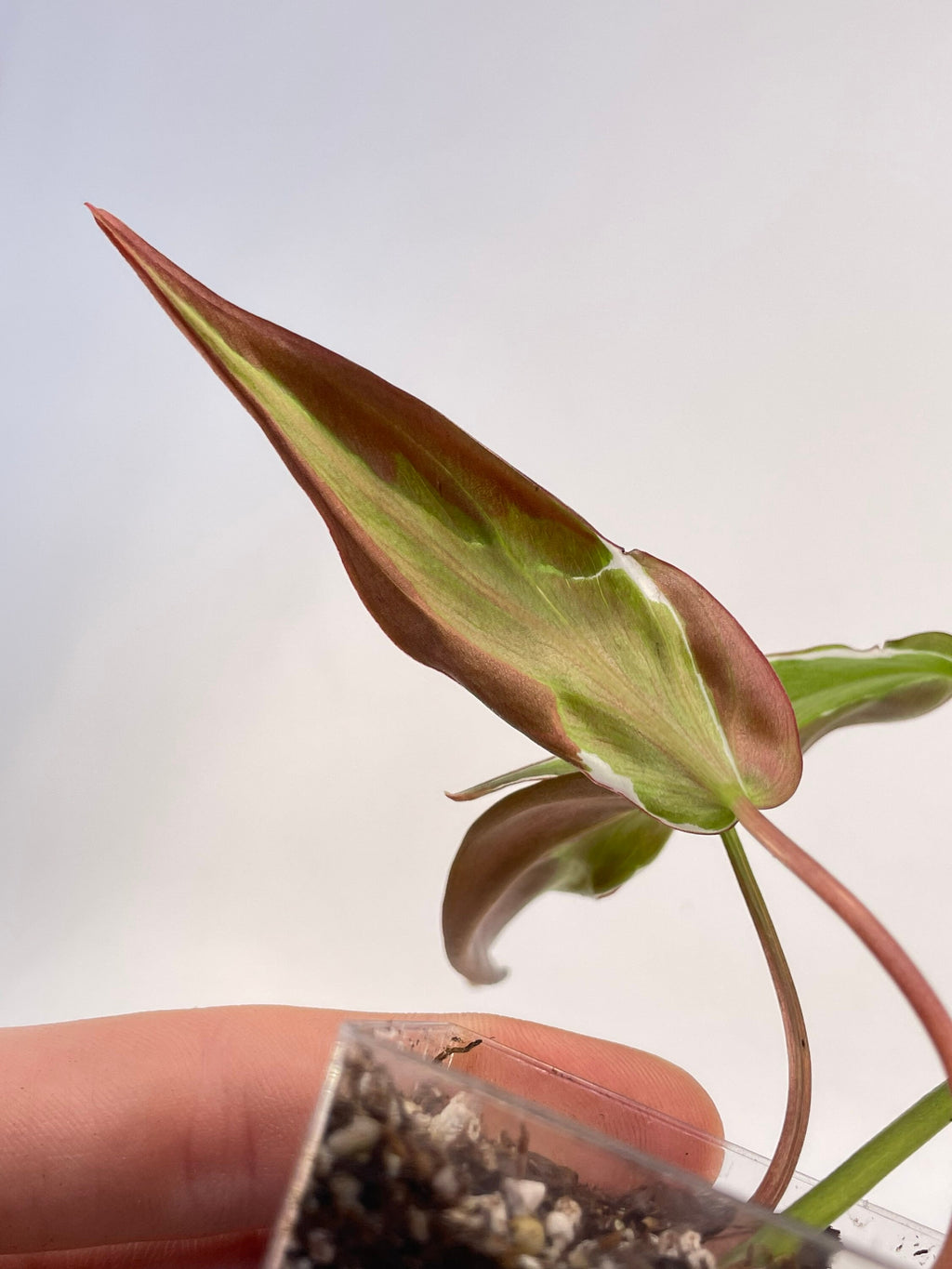 Variegated Philodendron micans ‘Velvet Halo’ Non-Exact (Can acclimate to house conditions)