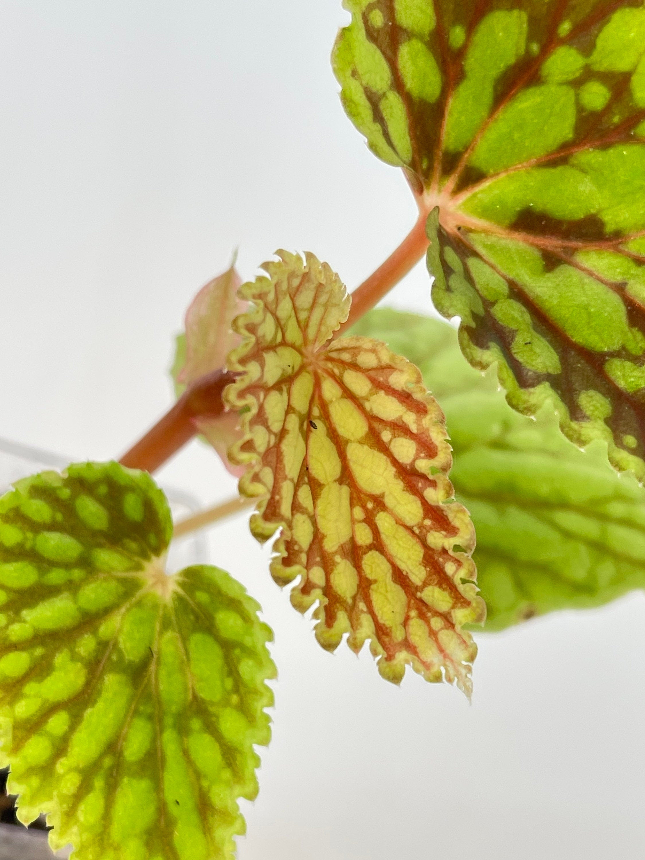 READY SOON Begonia sp. chlorosticta