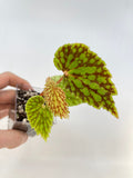 READY SOON Begonia sp. chlorosticta