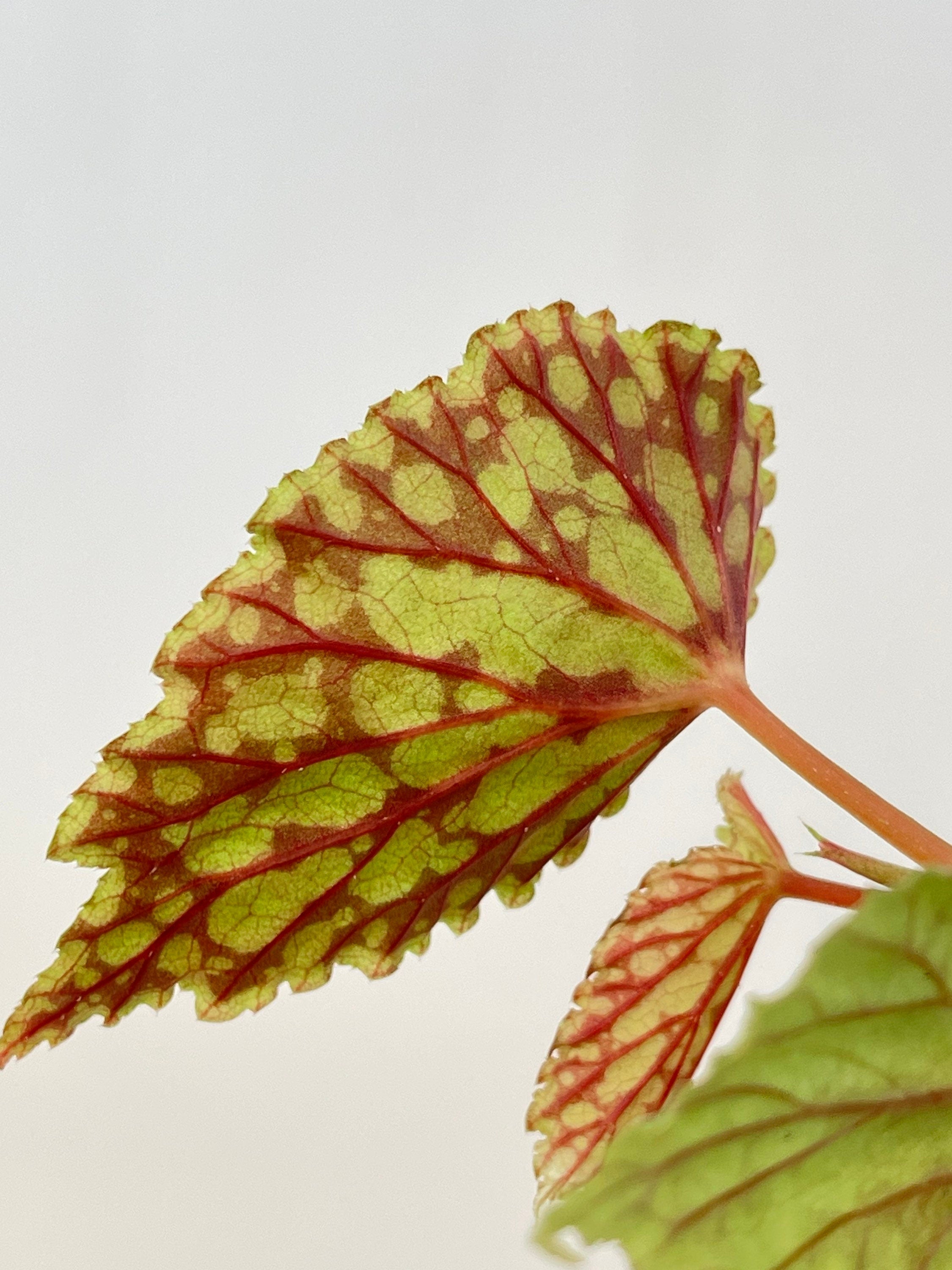 READY SOON Begonia sp. chlorosticta