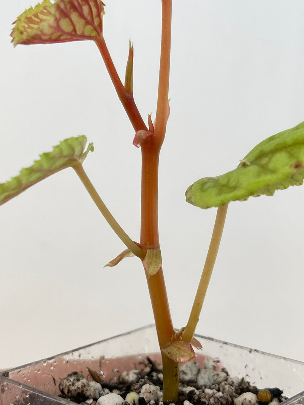 READY SOON Begonia sp. chlorosticta