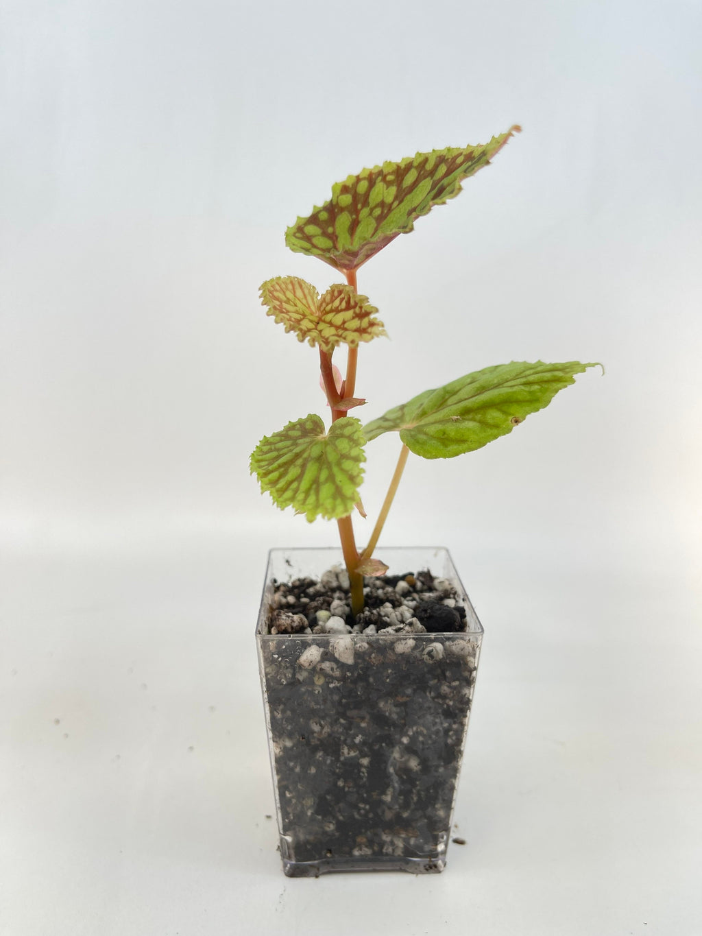 READY SOON Begonia sp. chlorosticta