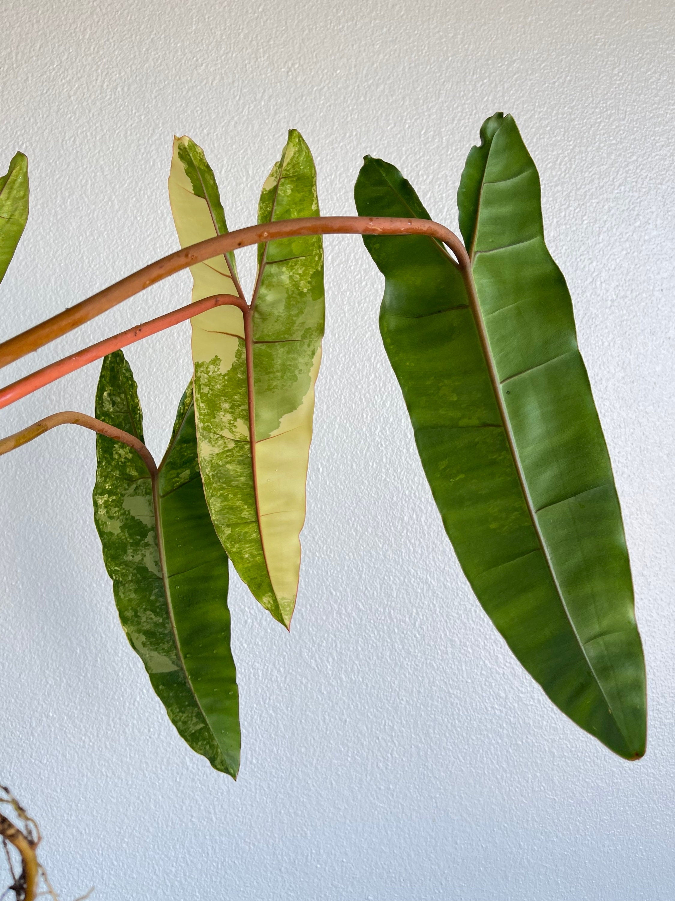 Variegated Philodendron billietiae (non-exact)