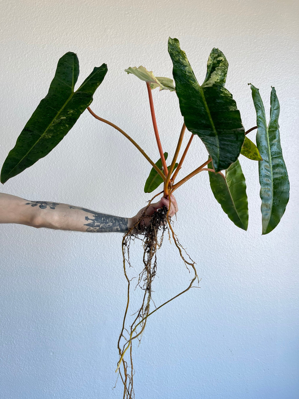 Variegated Philodendron billietiae (non-exact)