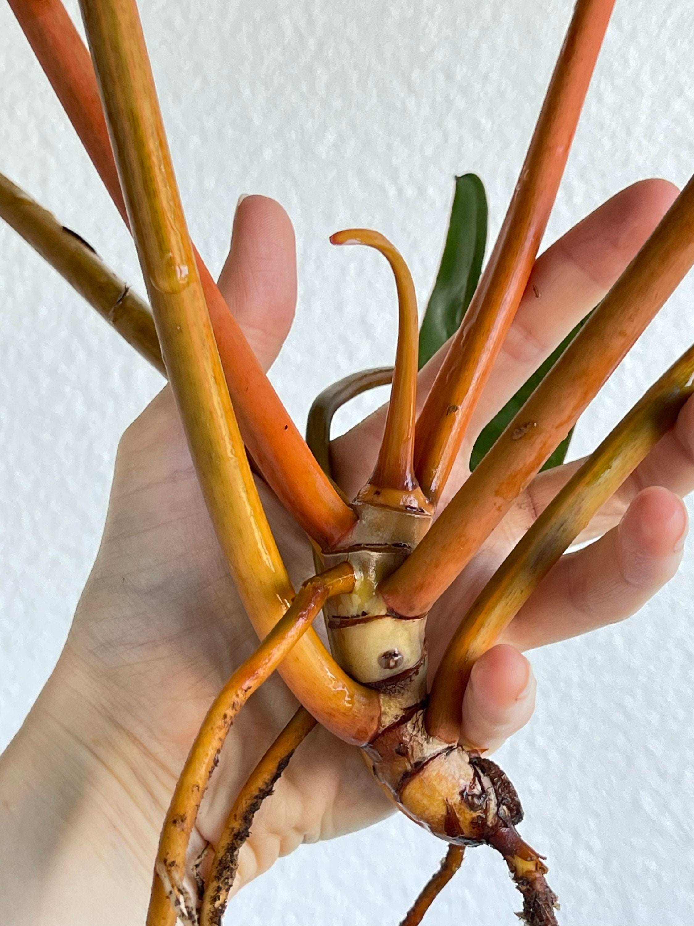 Variegated Philodendron billietiae (non-exact)