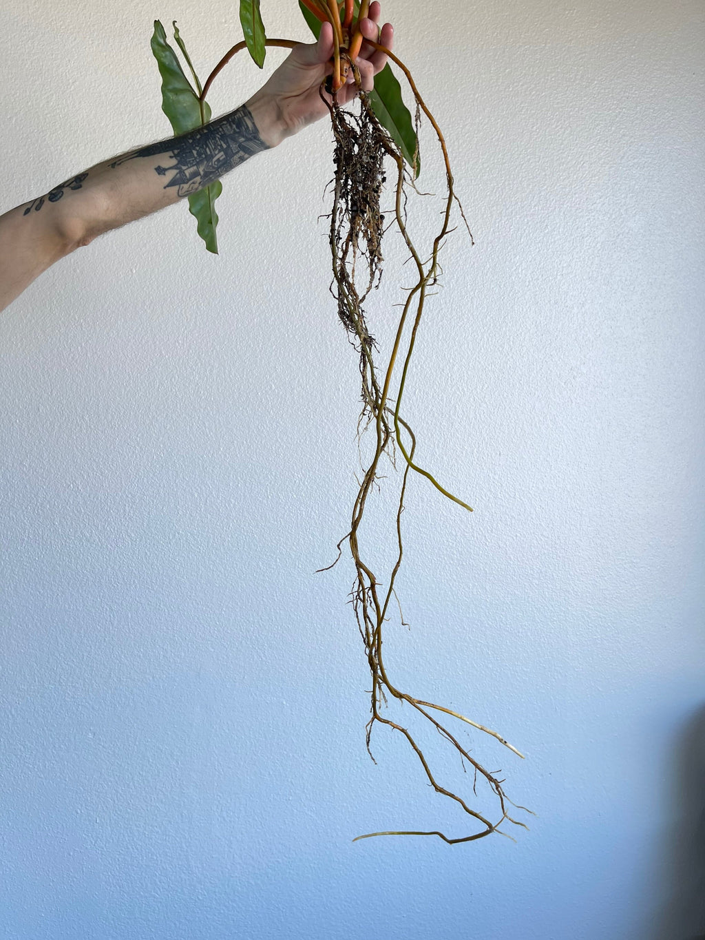 Variegated Philodendron billietiae (non-exact)