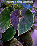 READY SOON Begonia Botanicaz 56 V.1